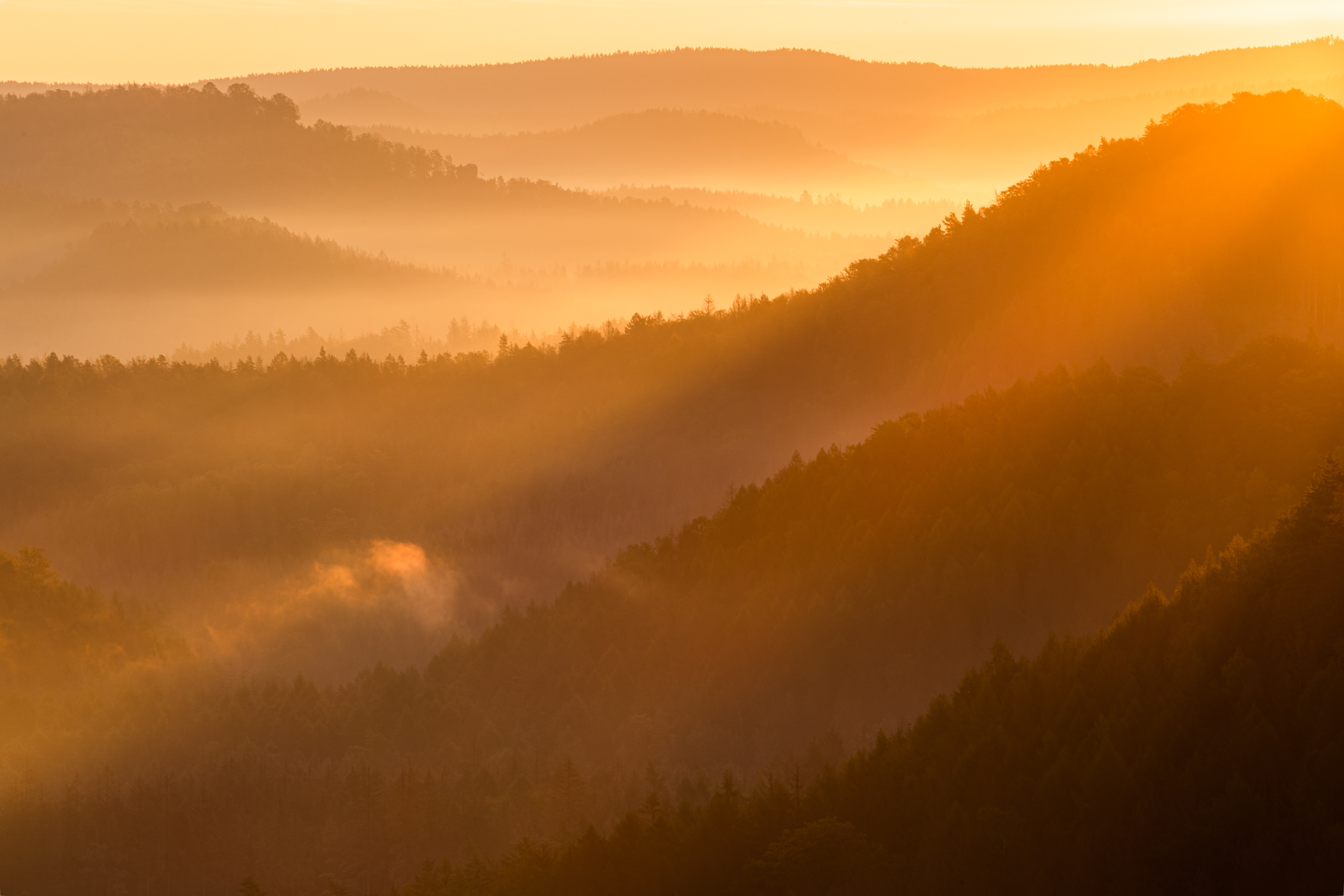 Forest Trees Fog Light Twilight