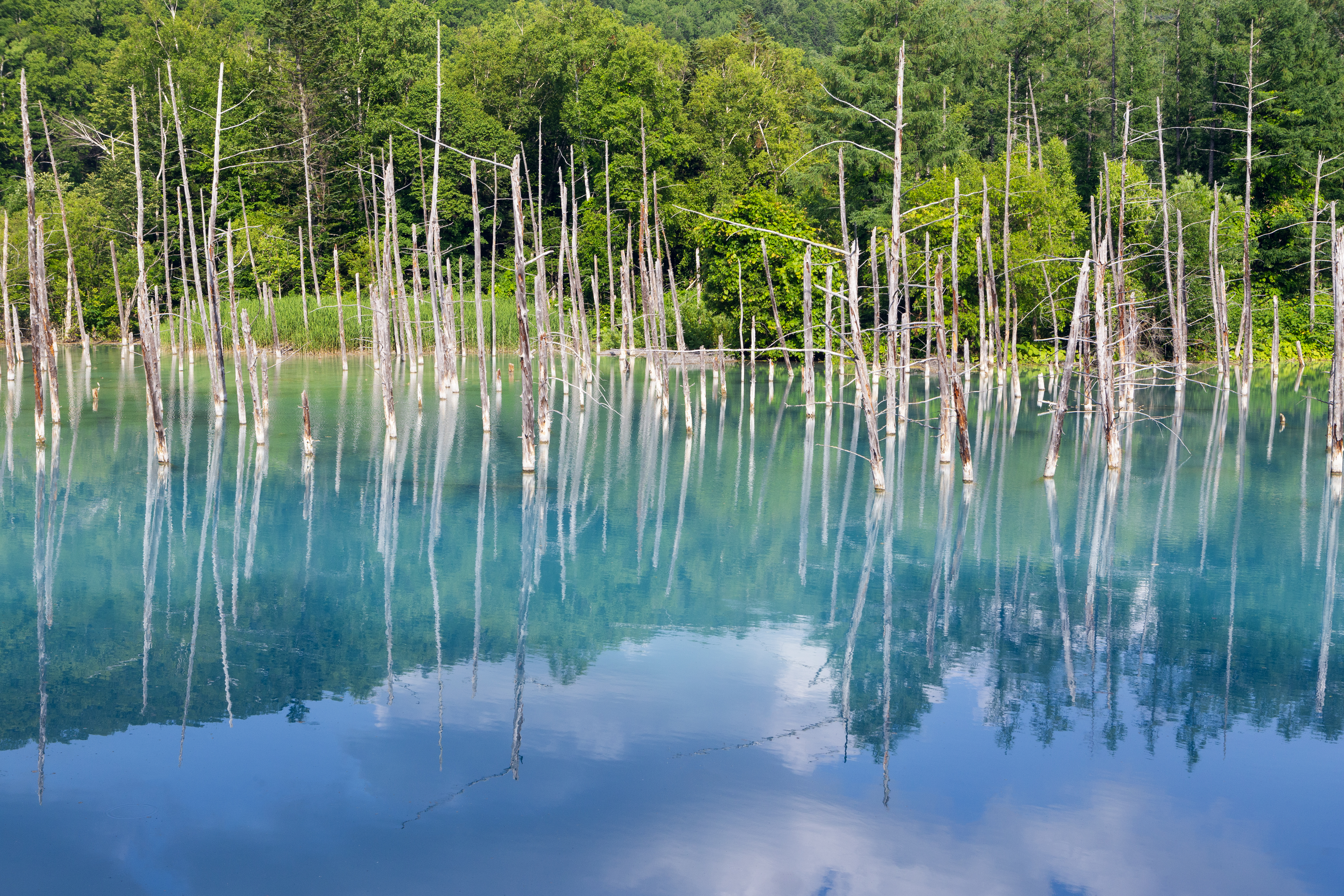 Forest Trees Lake Branches Dry Reflection Nature