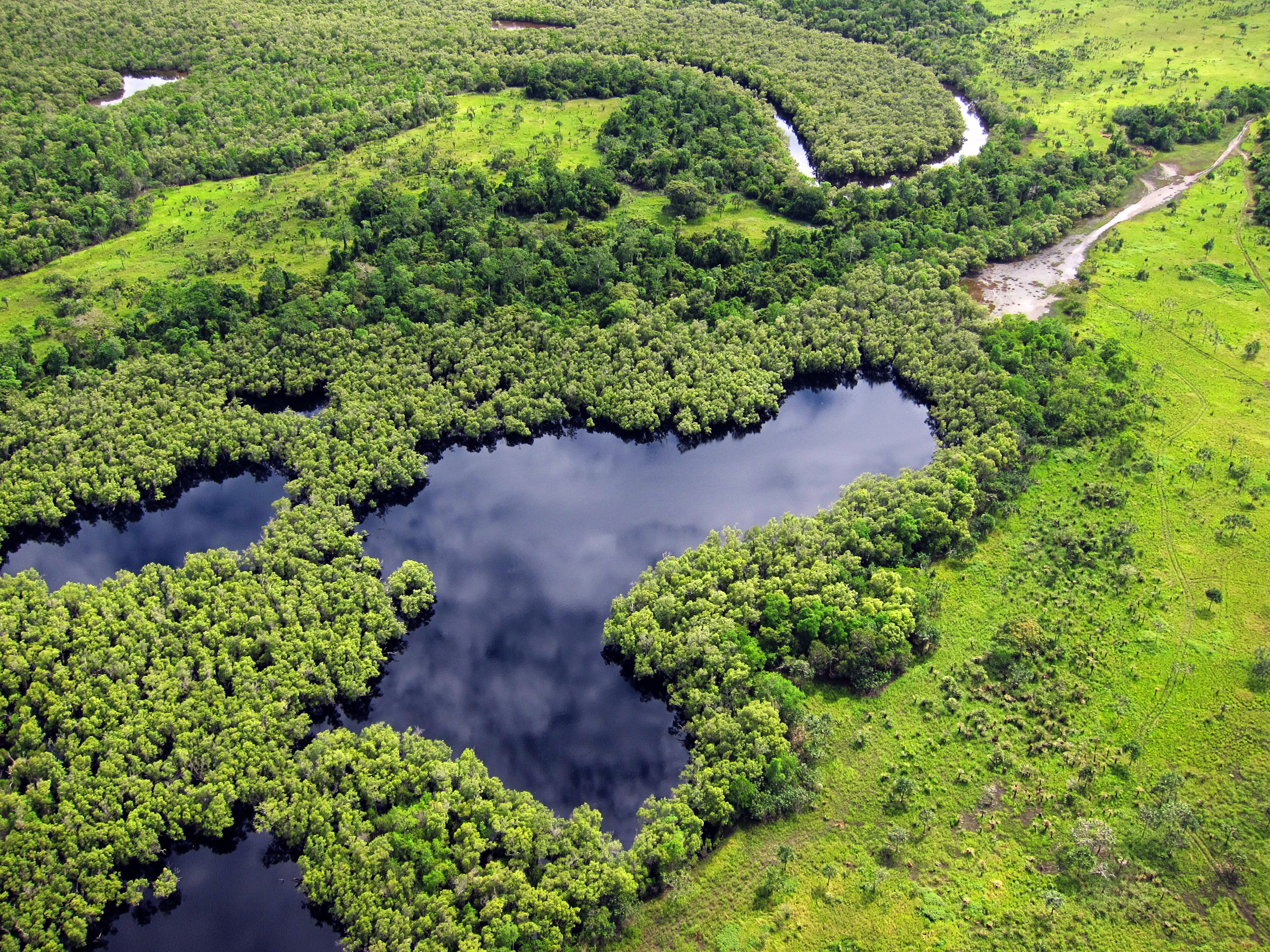 Forest Trees Lake Nature Landscape Aerial-view