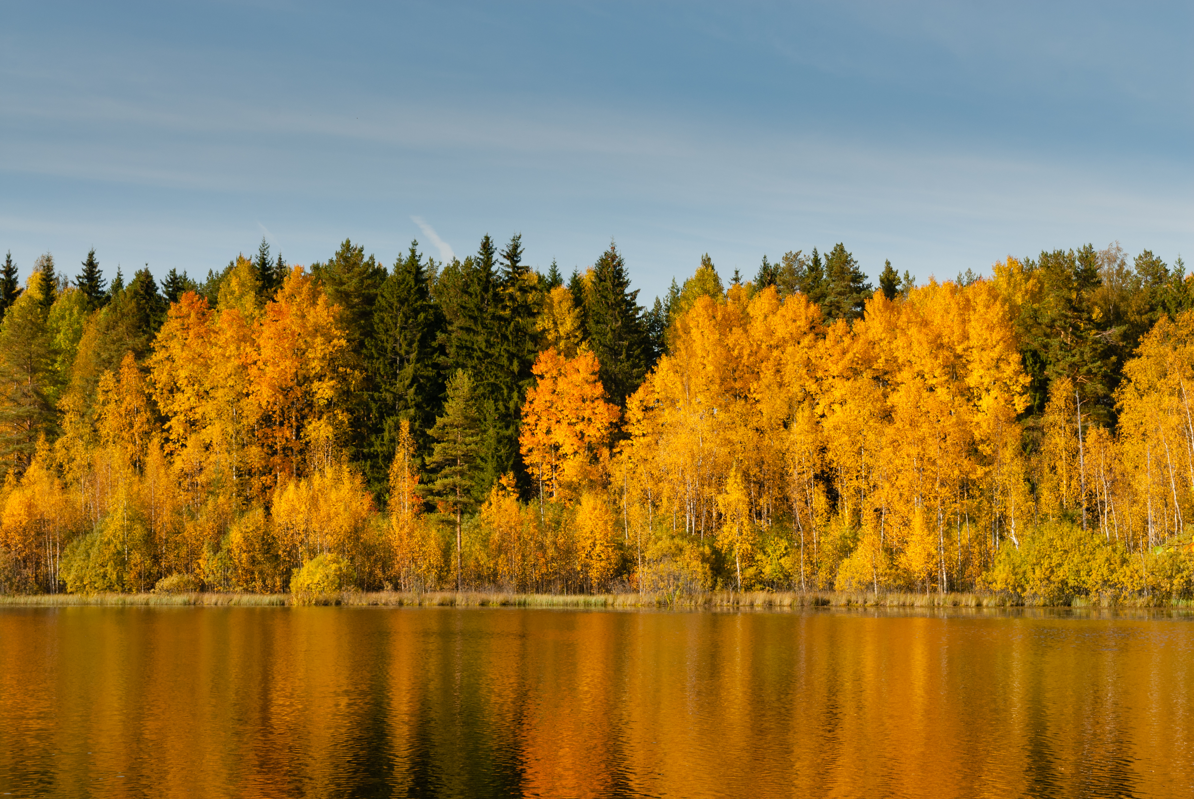 Forest Trees Lake Reflection Autumn