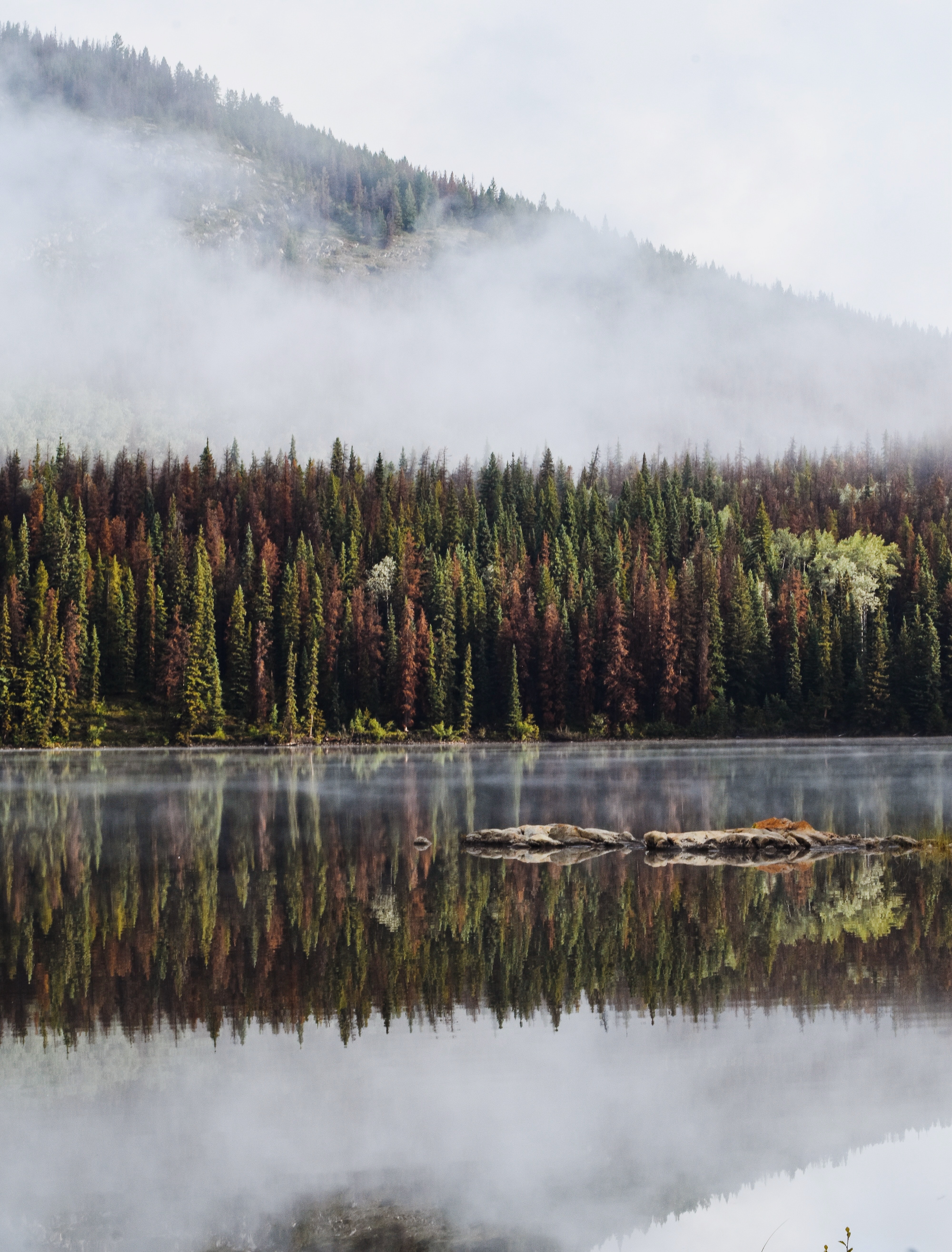 Forest Trees Lake Reflection Mountain Fog