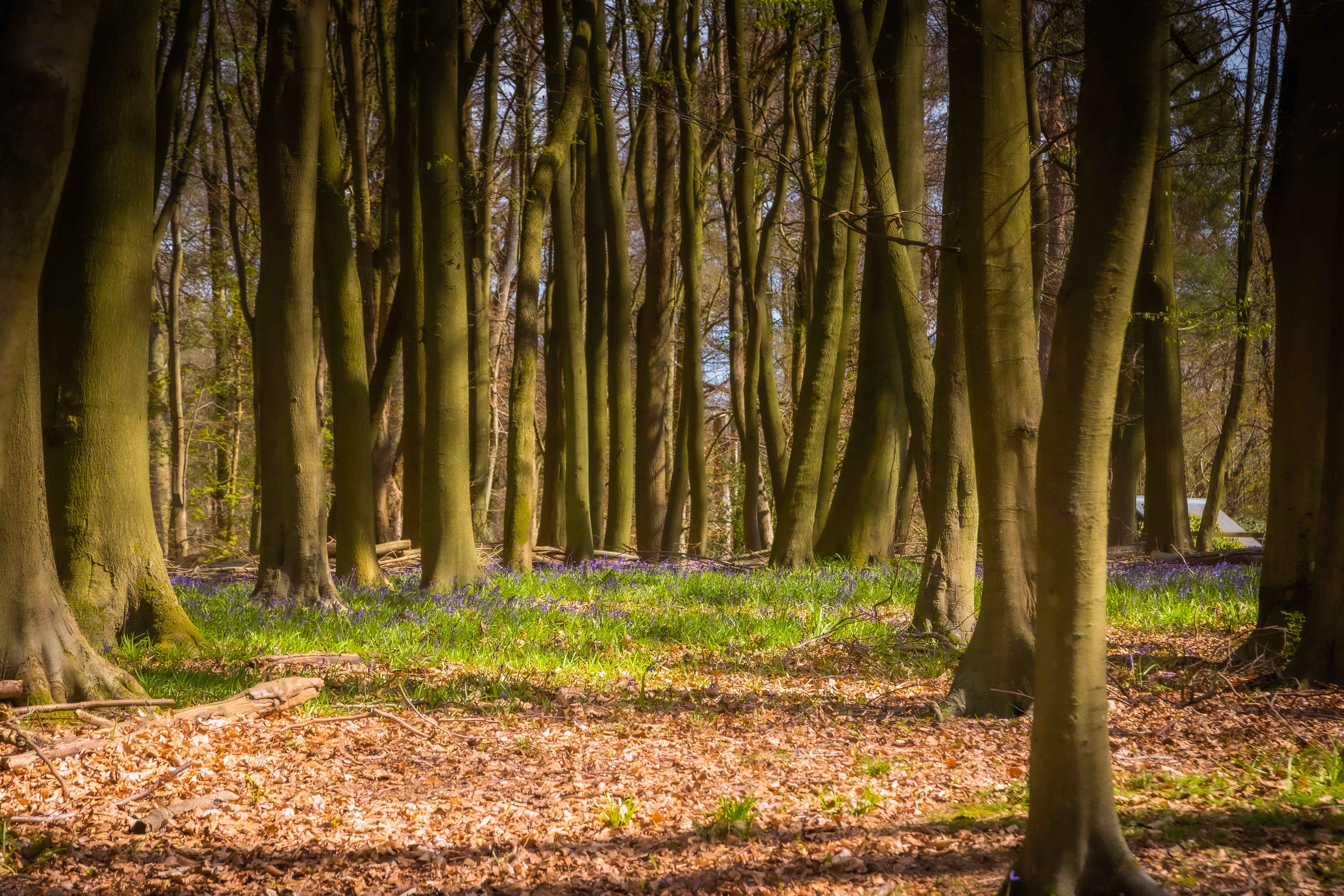 Forest Trees Landscape Nature Light