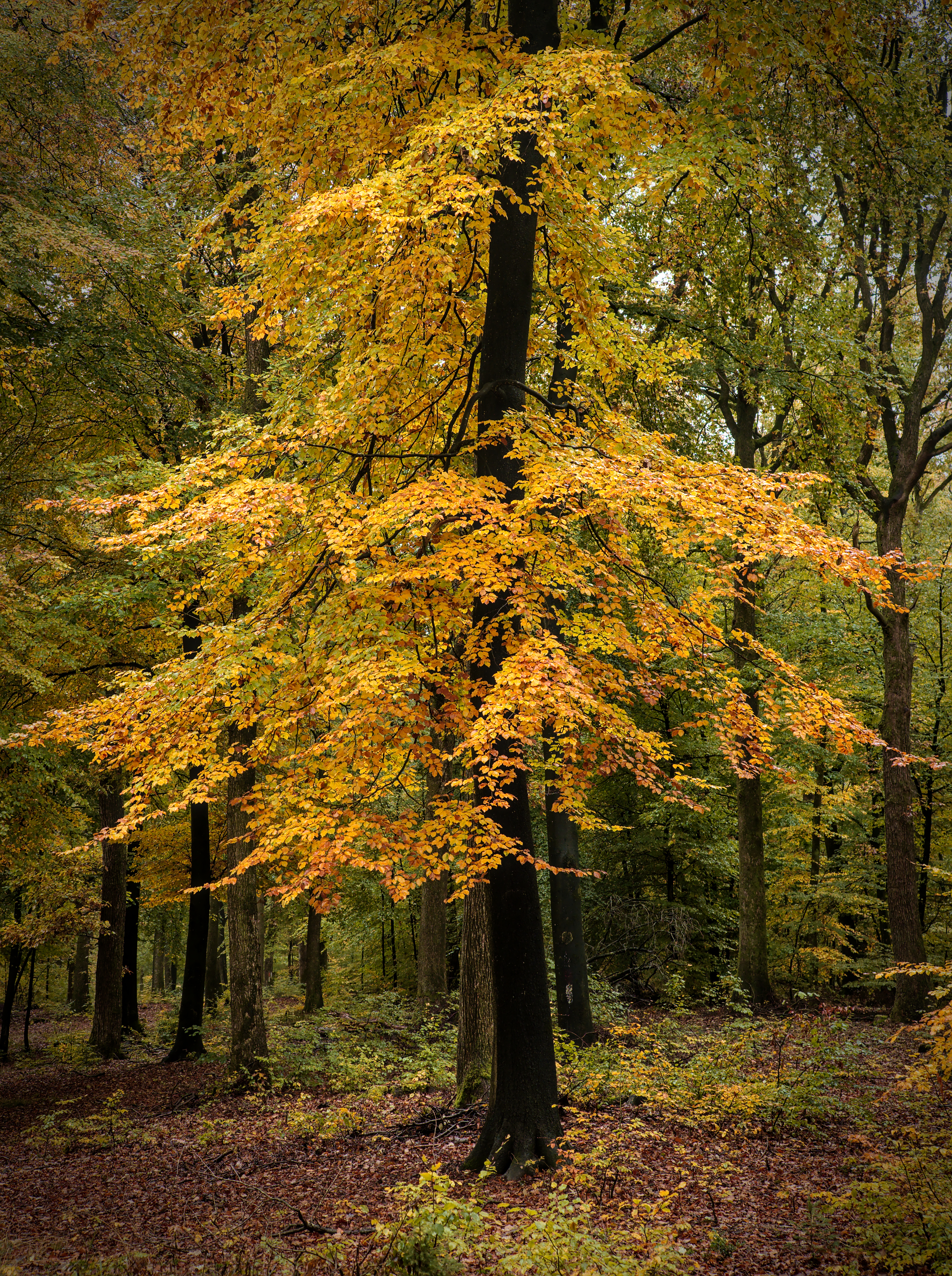 Forest Trees Leaves Autumn Nature Landscape