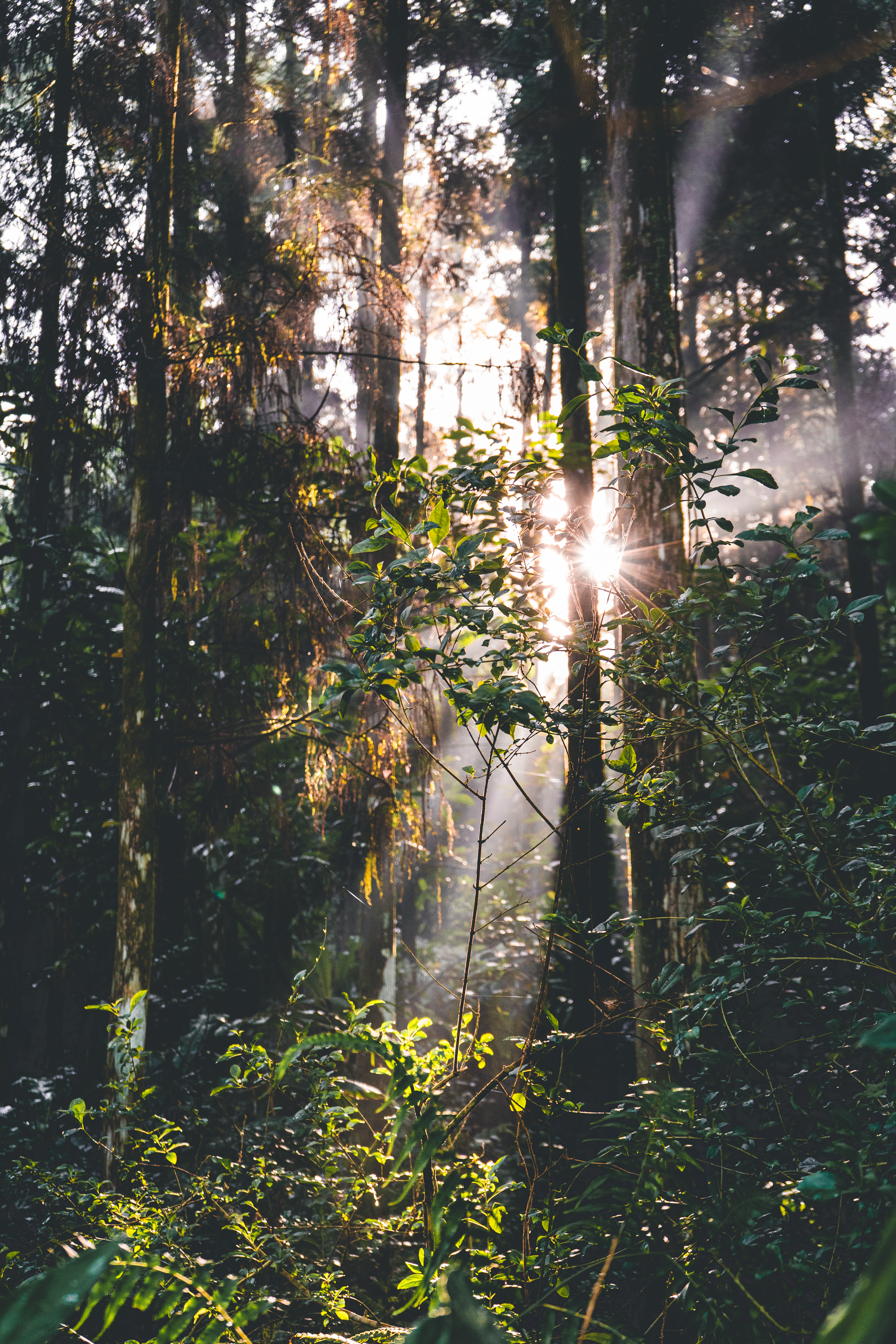 Forest Trees Leaves Sun Rays Nature