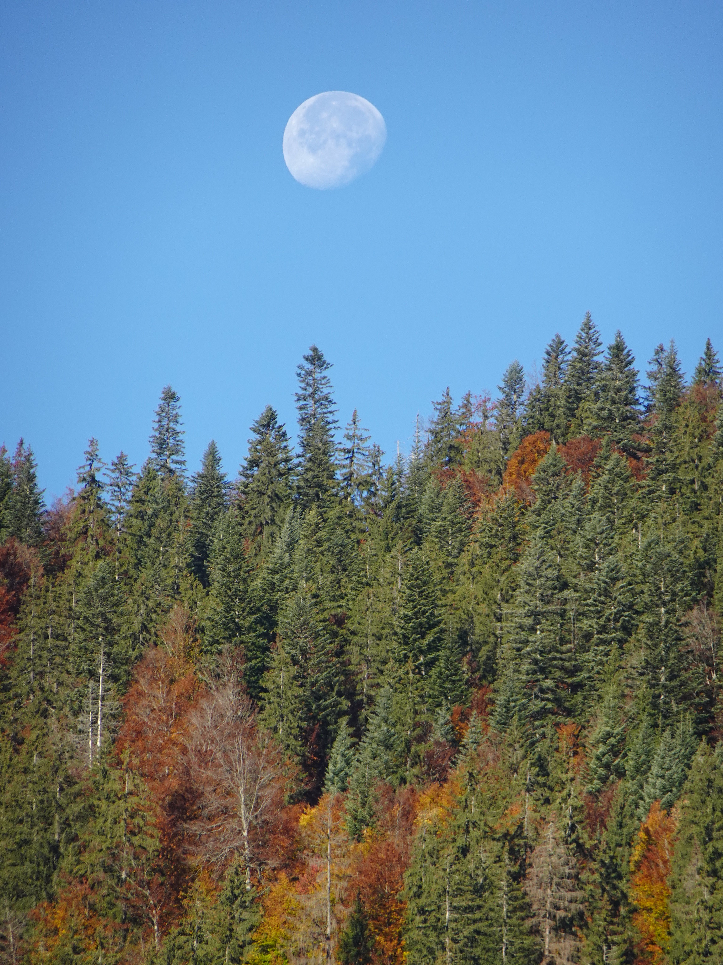 Forest Trees Moon Sky Nature