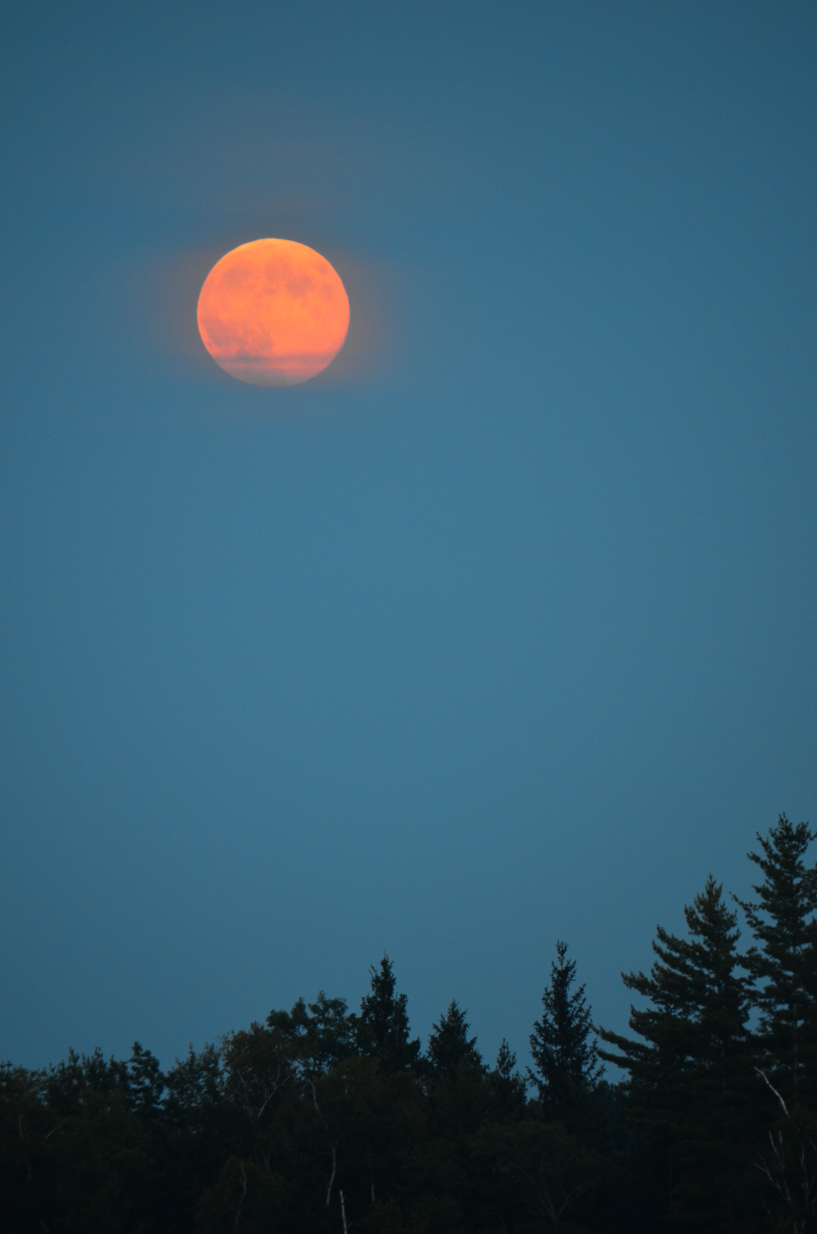 Forest Trees Moon Sky Twilight