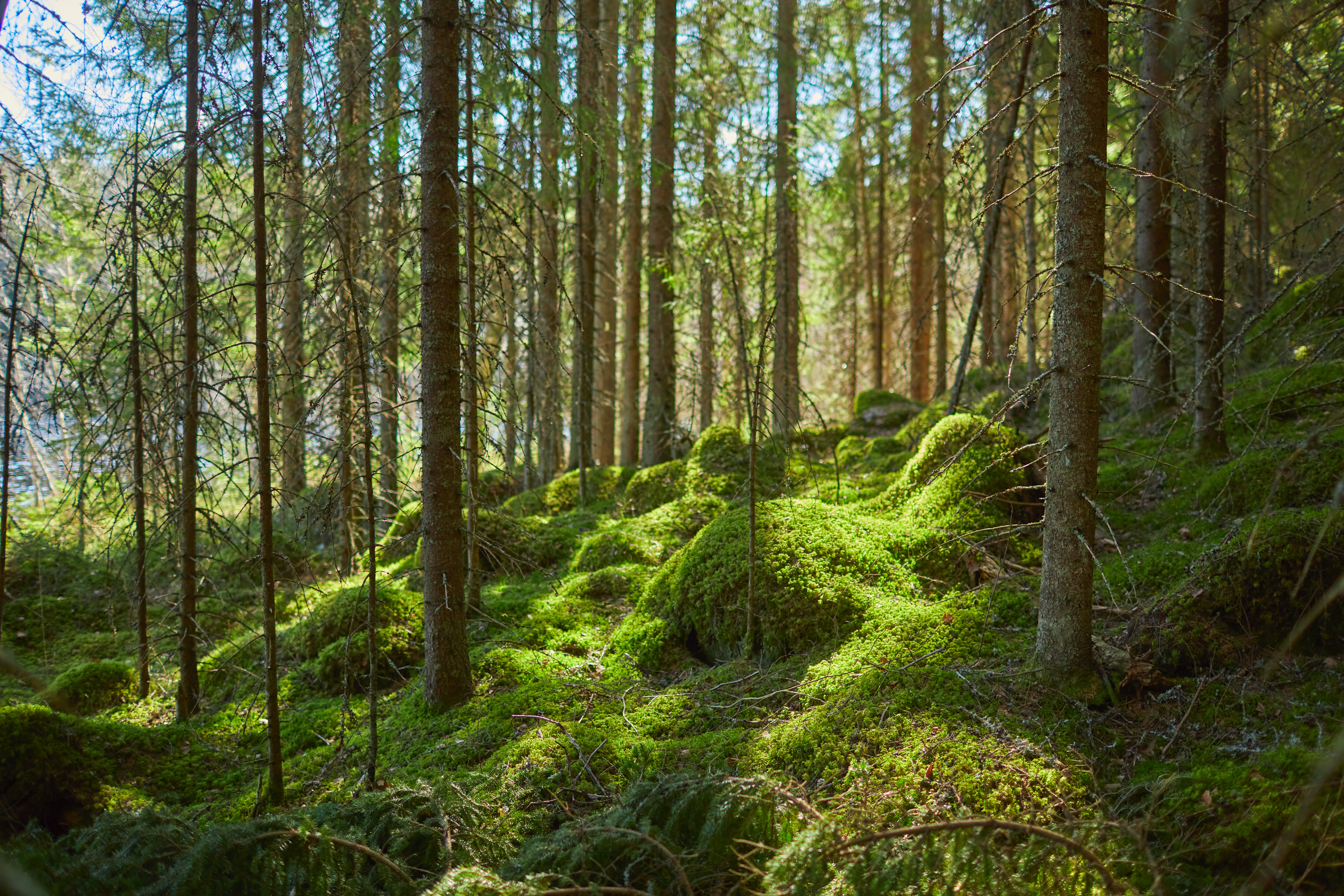 Forest Trees Moss Plants Green Nature