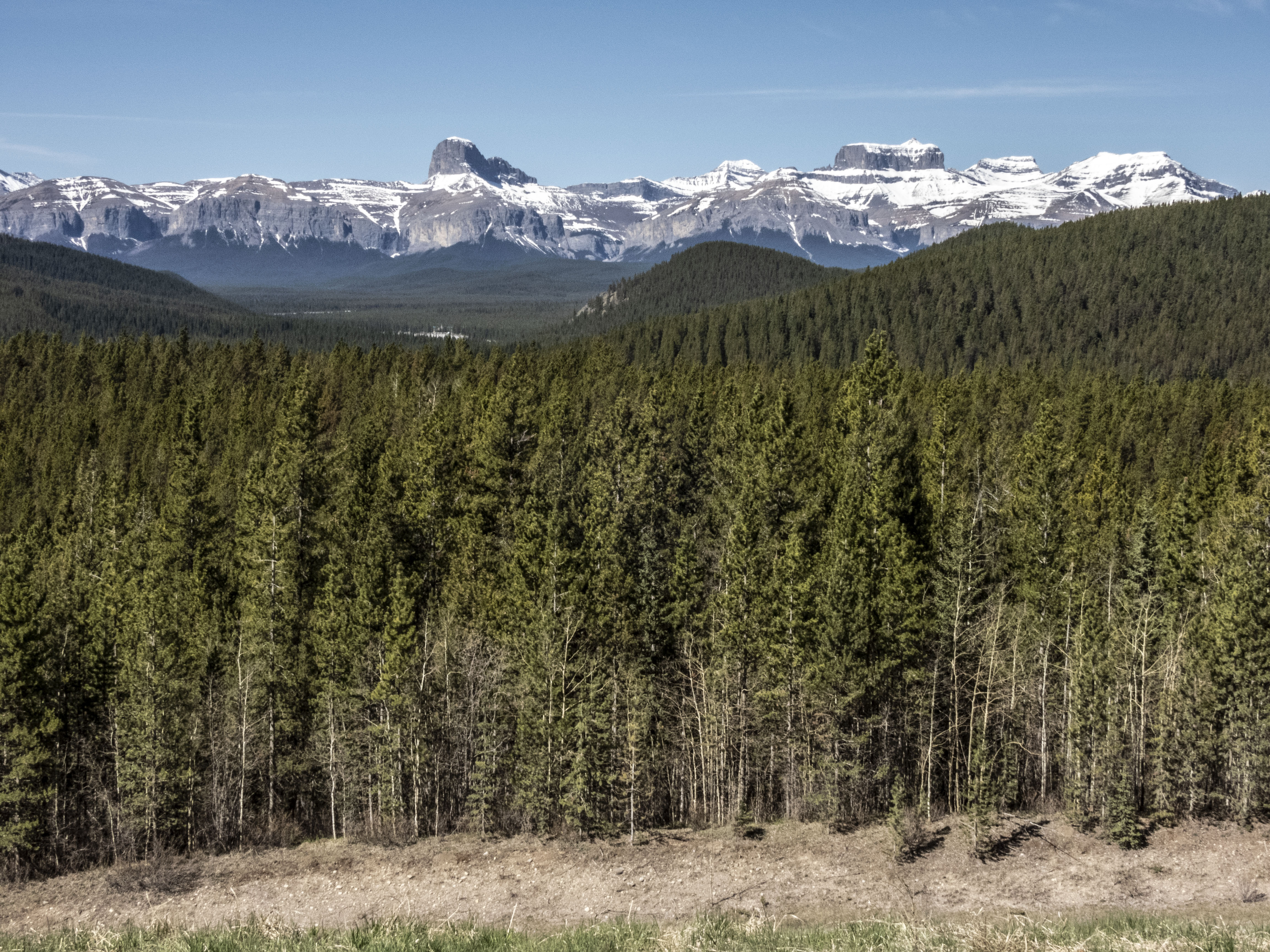 Forest Trees Mountains Nature