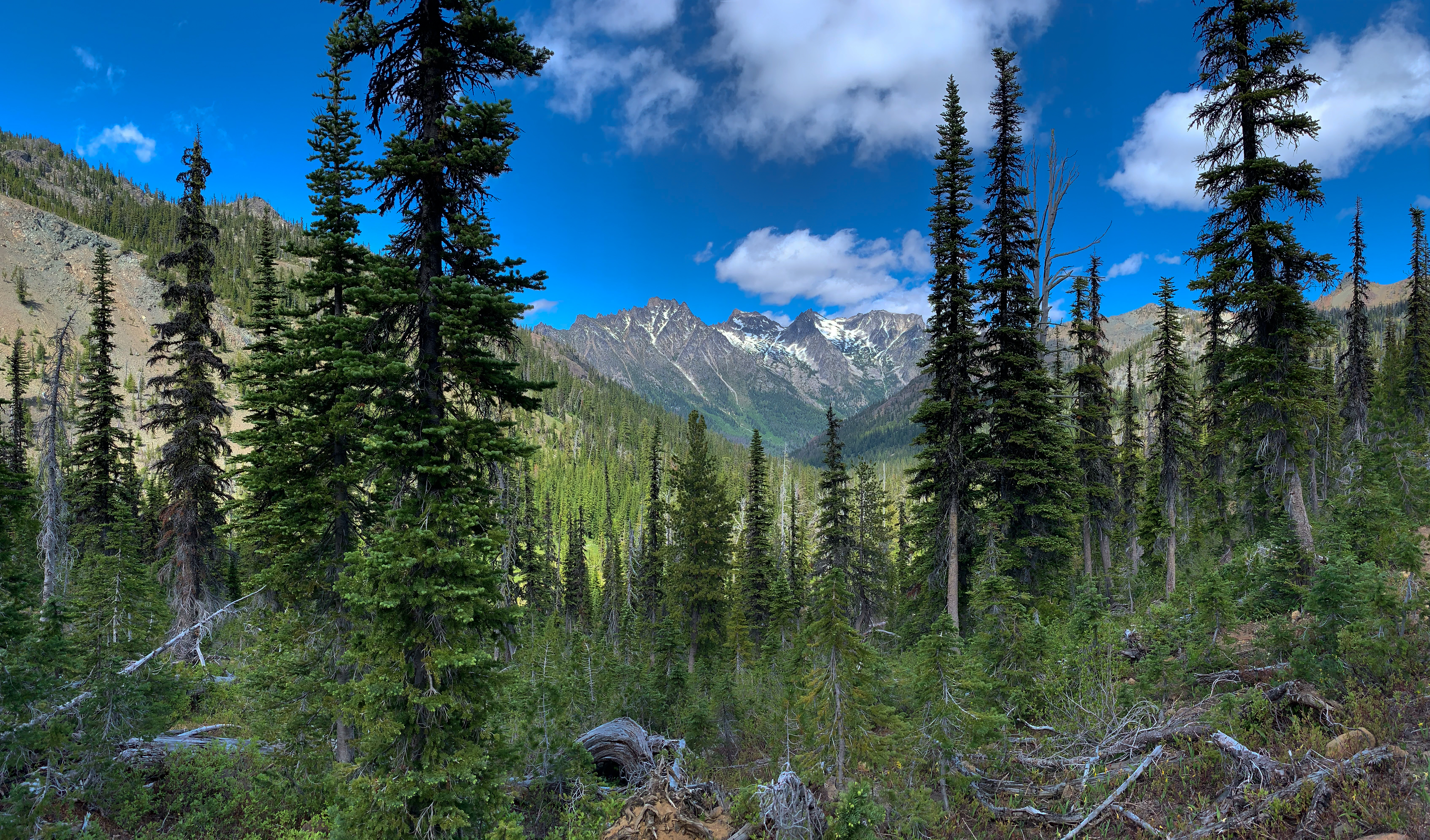 Forest Trees Mountains Nature Landscape