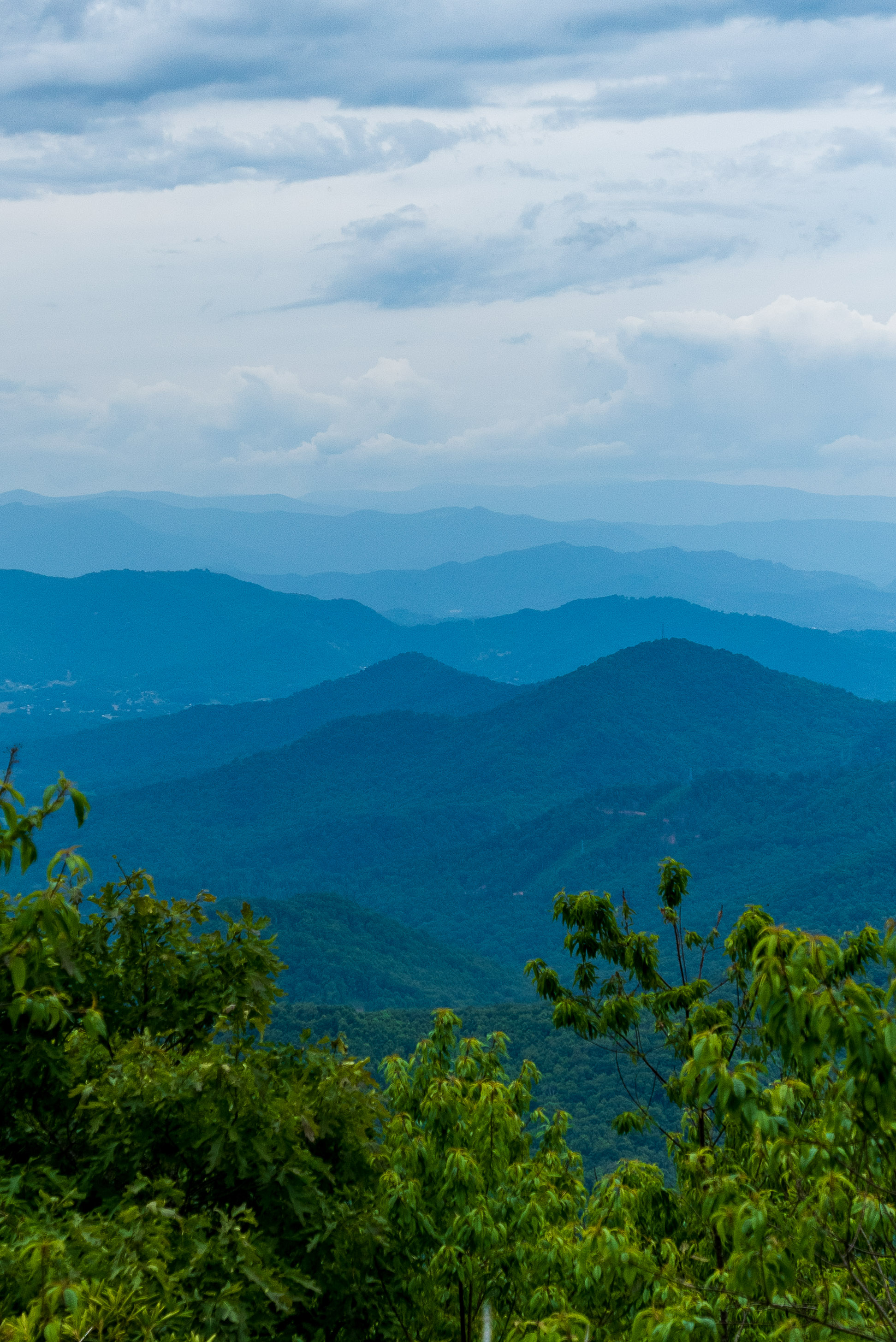 Forest Trees Mountains Relief Landscape