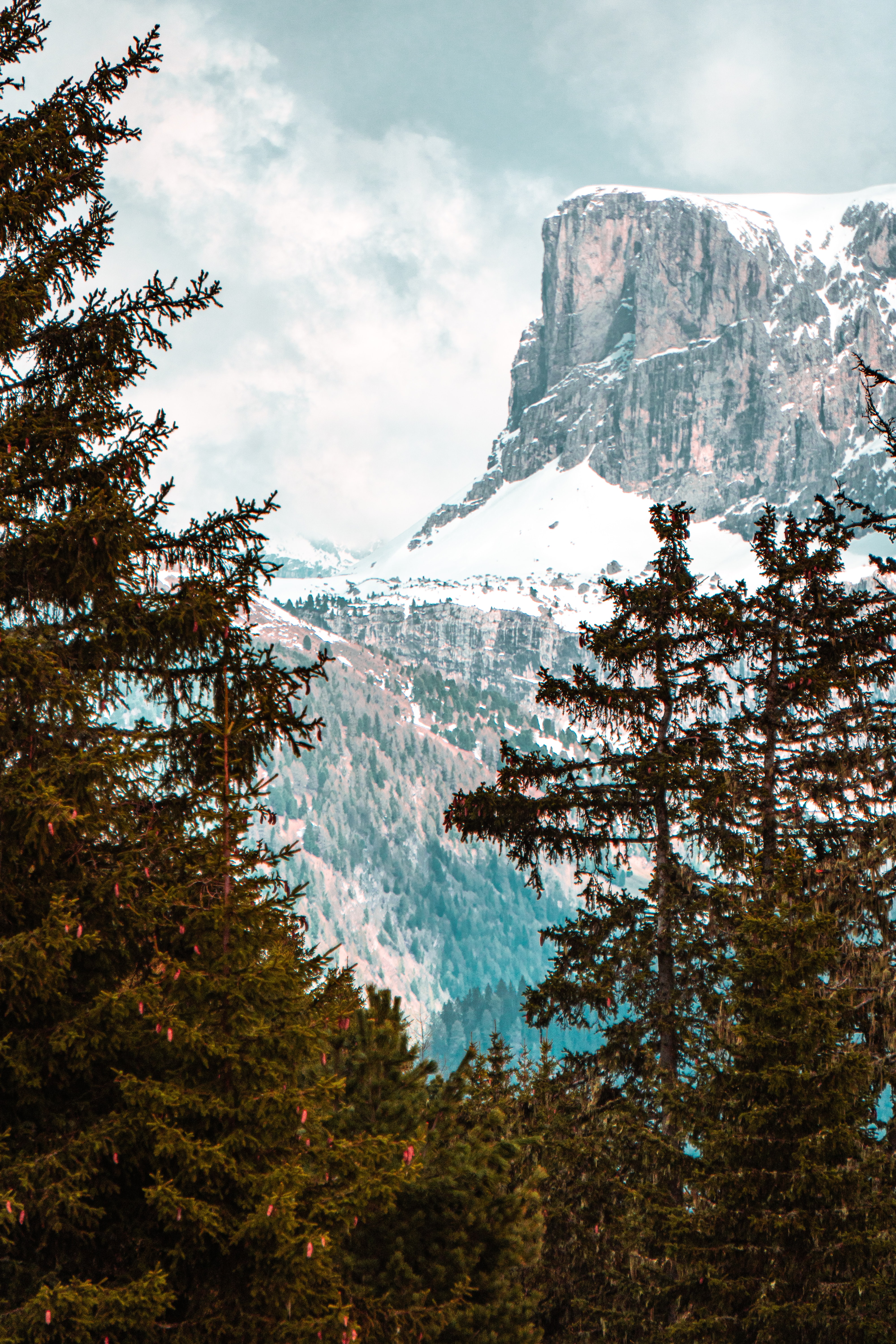 Forest Trees Mountains Snow Landscape