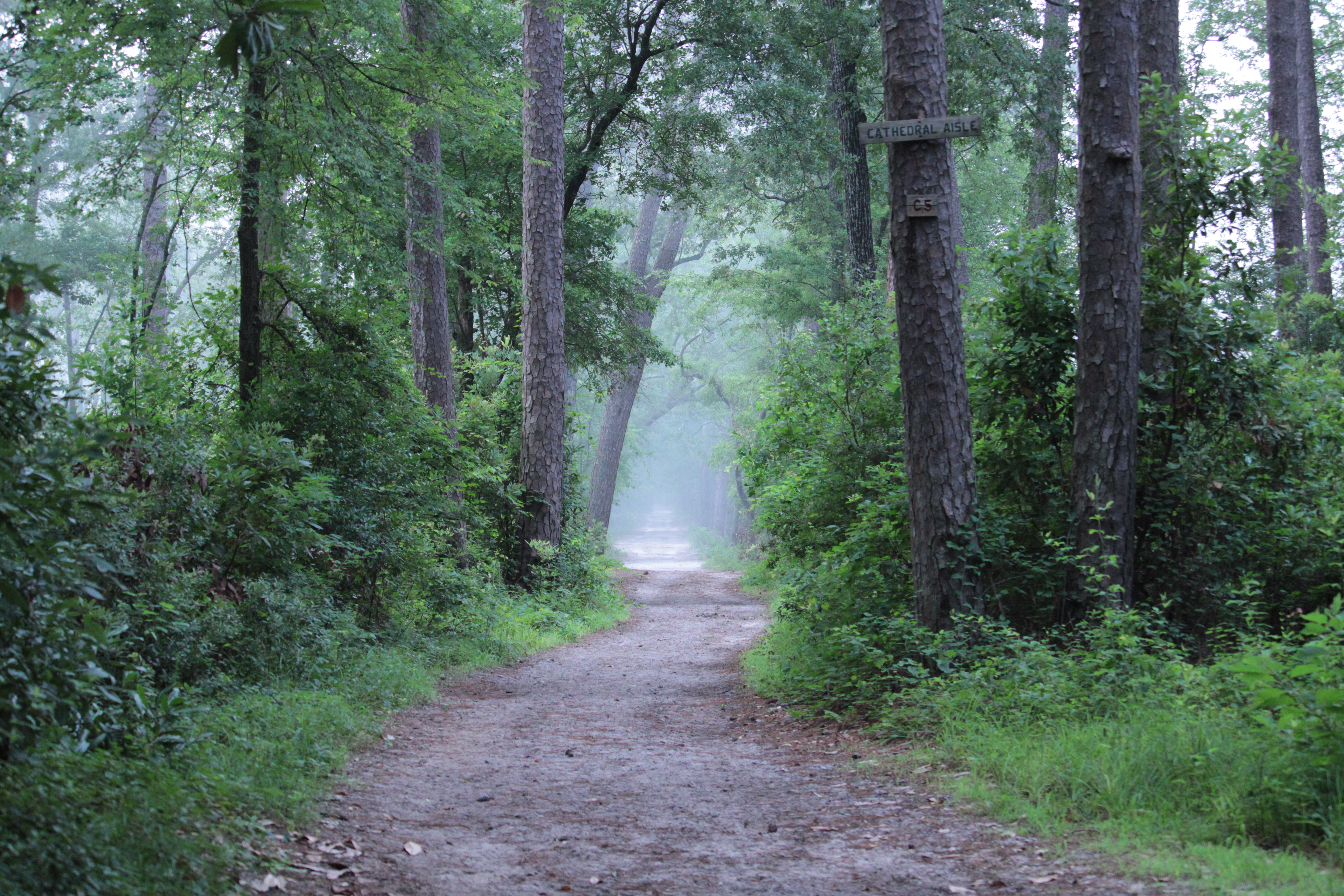 Forest Trees Path Fog Haze Nature