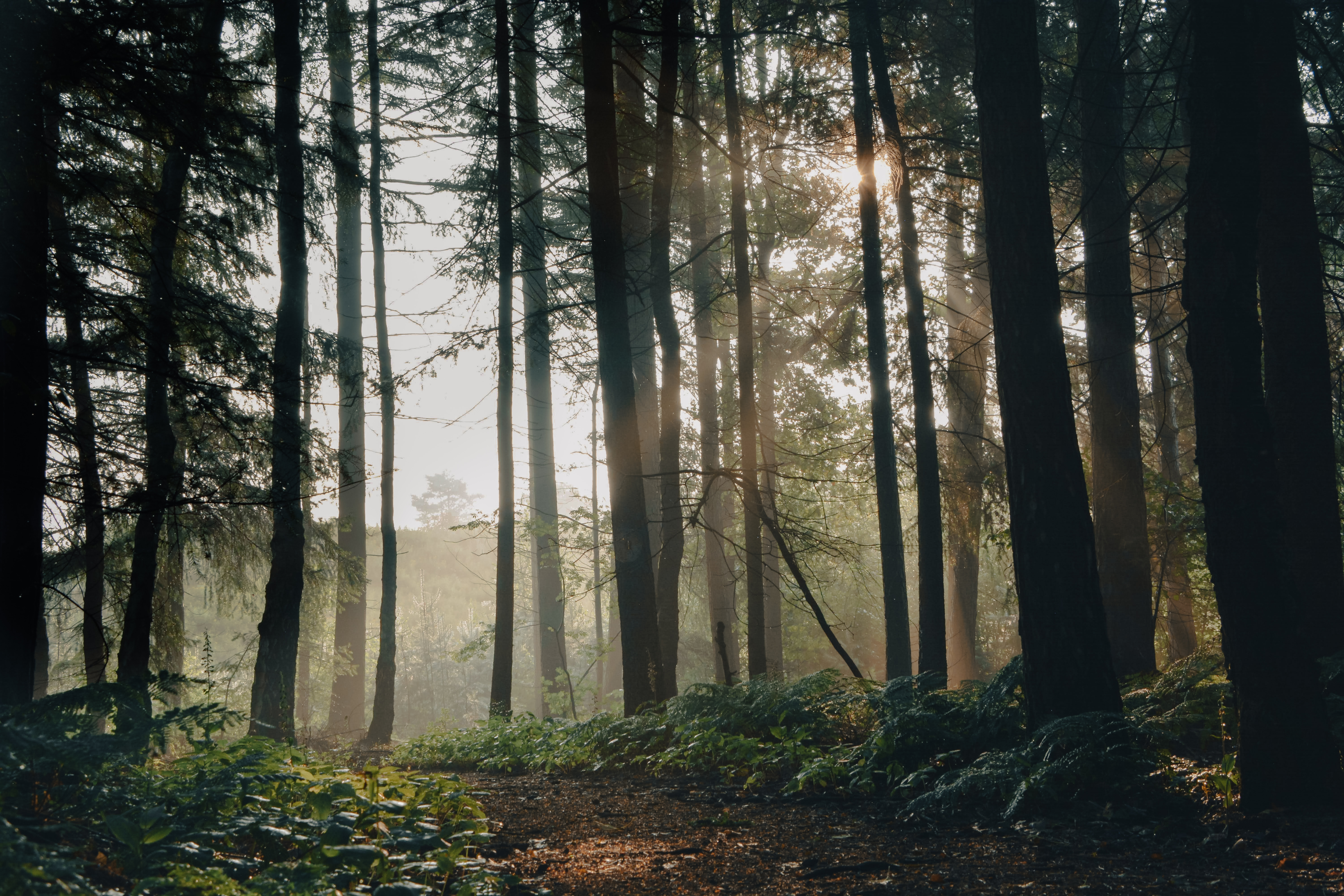 Forest Trees Path Fog Landscape Nature