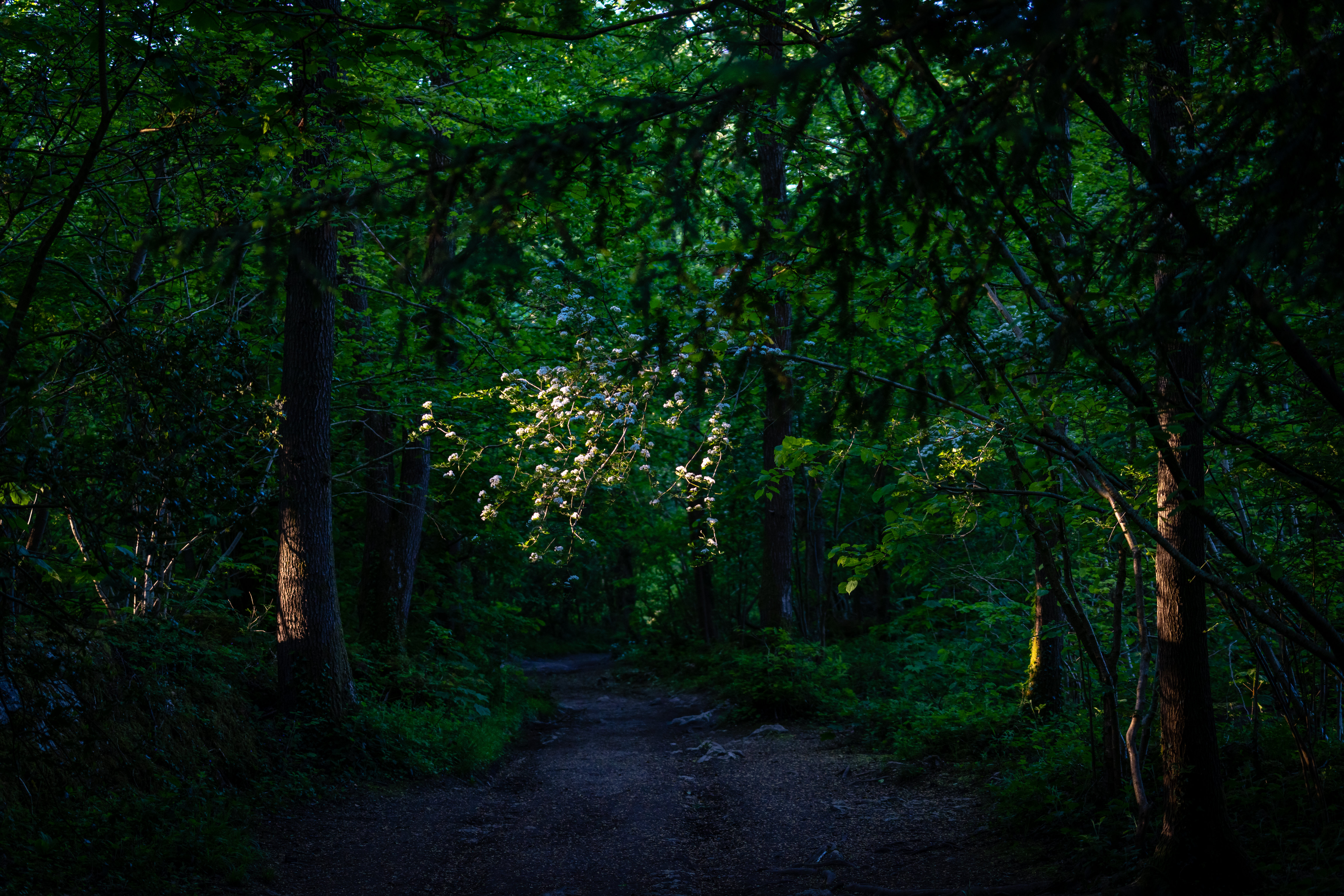 Forest Trees Path Green Nature