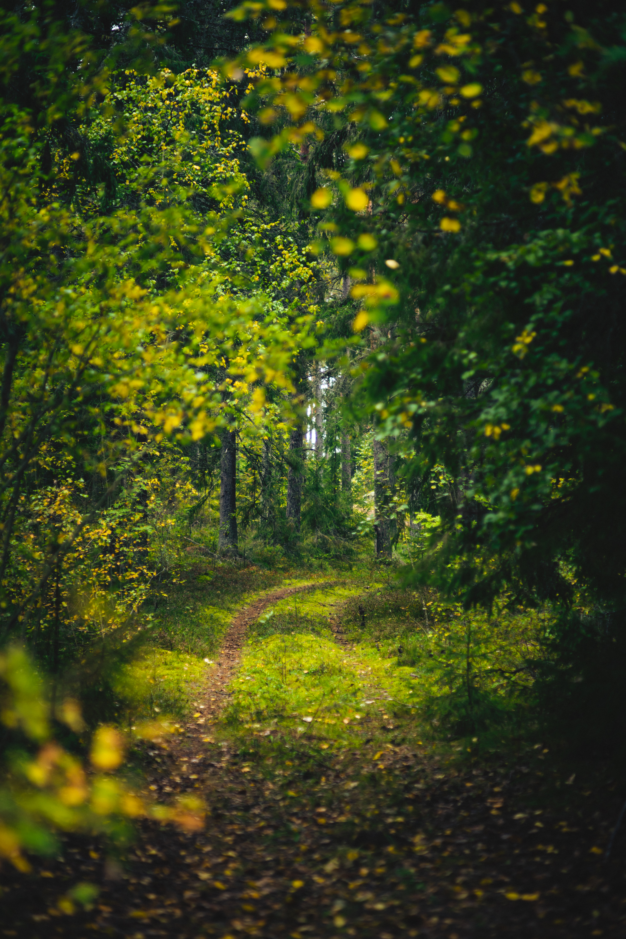 Forest Trees Path Green Nature Landscape