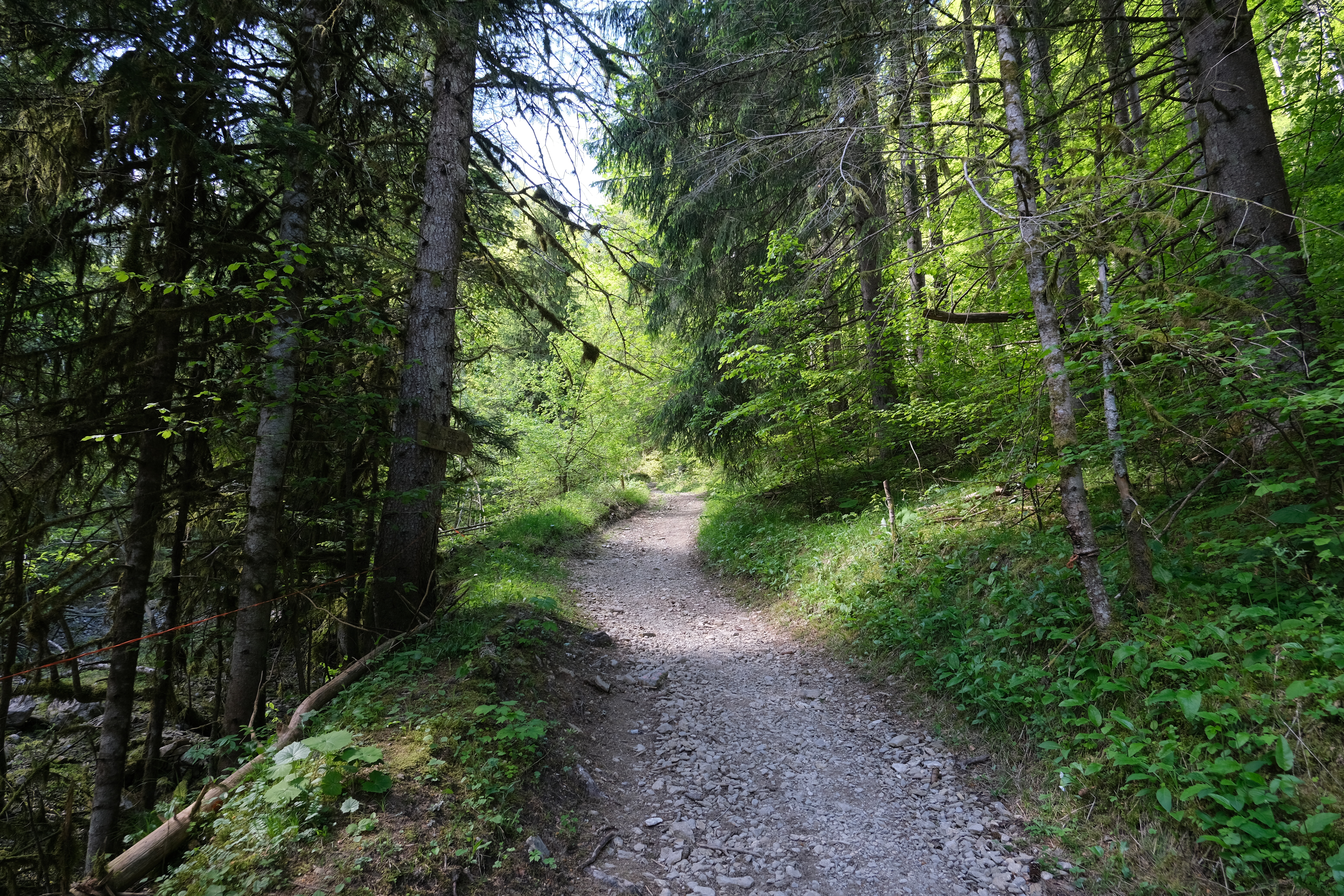 Forest Trees Path Landscape Nature