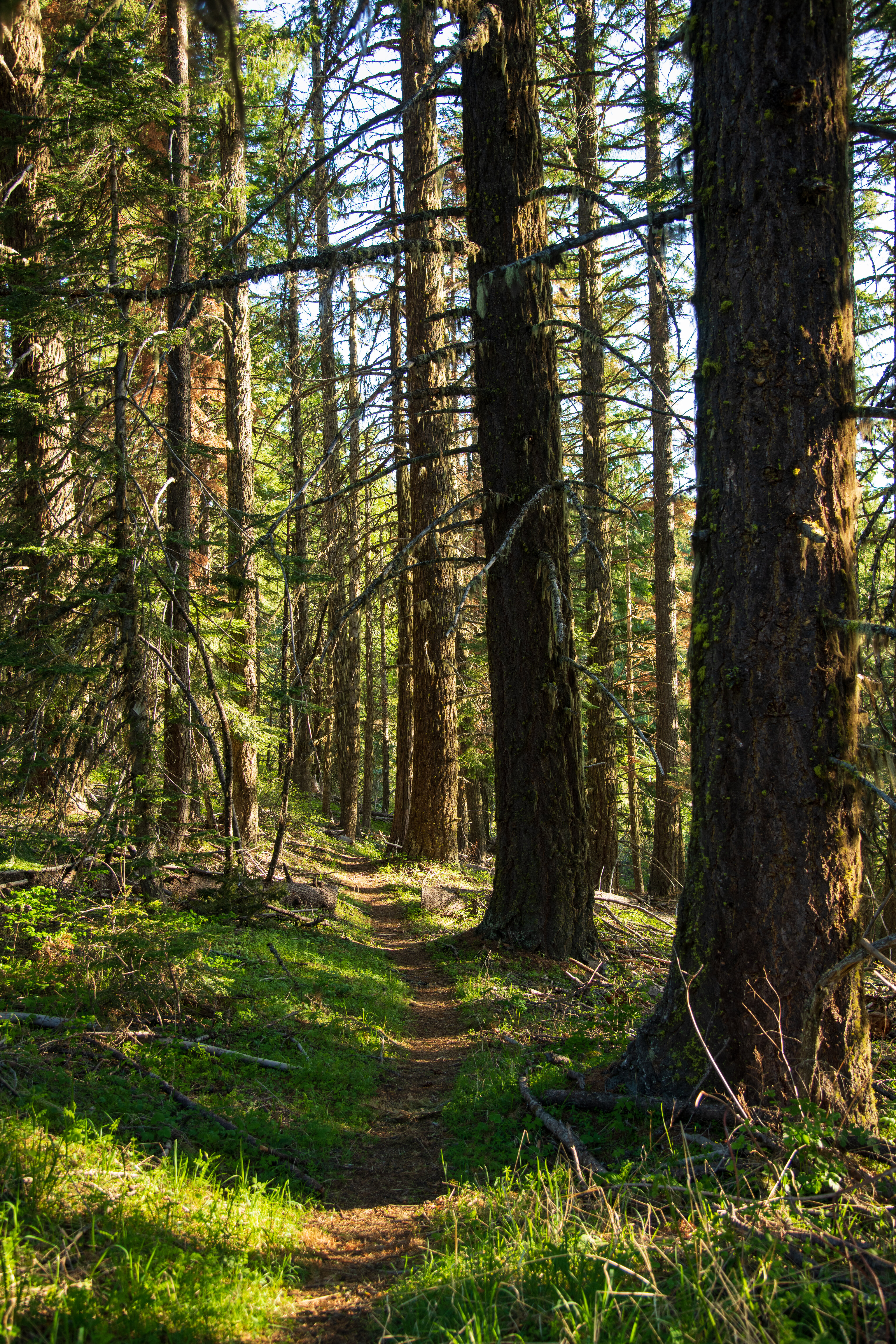 Forest Trees Path Nature Landscape