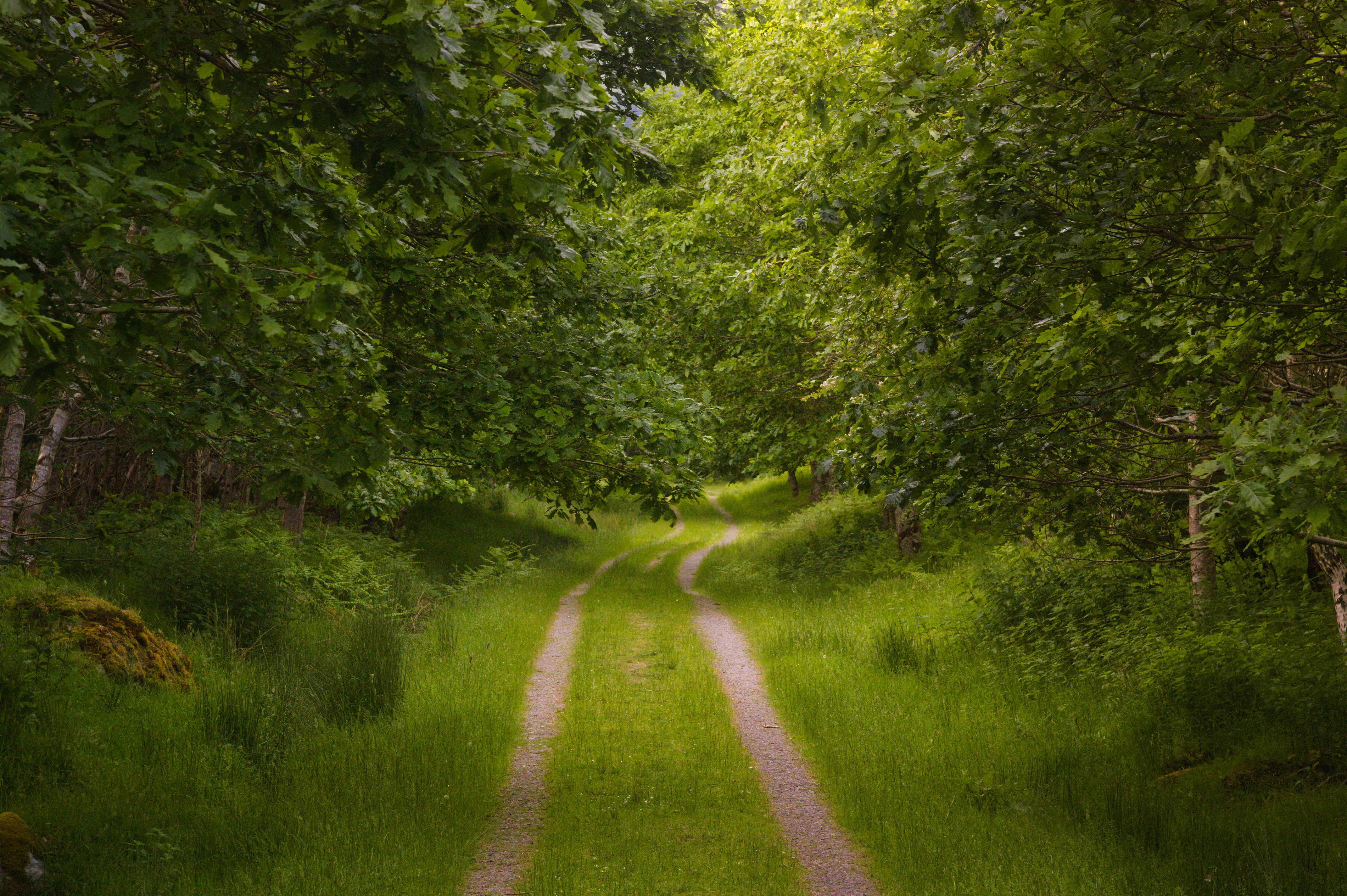 Forest Trees Path Nature Landscape Green