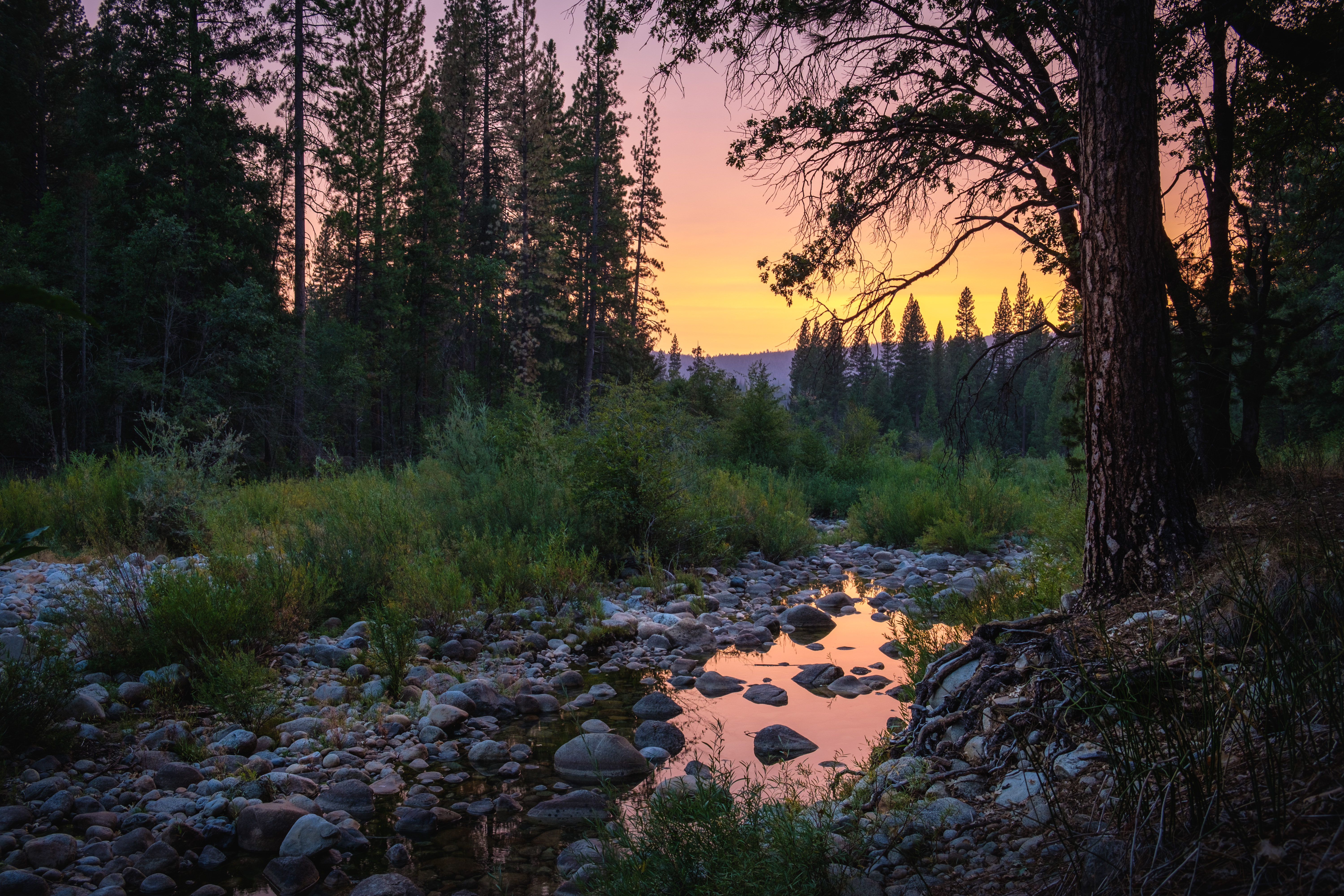 Forest Trees Puddle Stones Sunset Nature