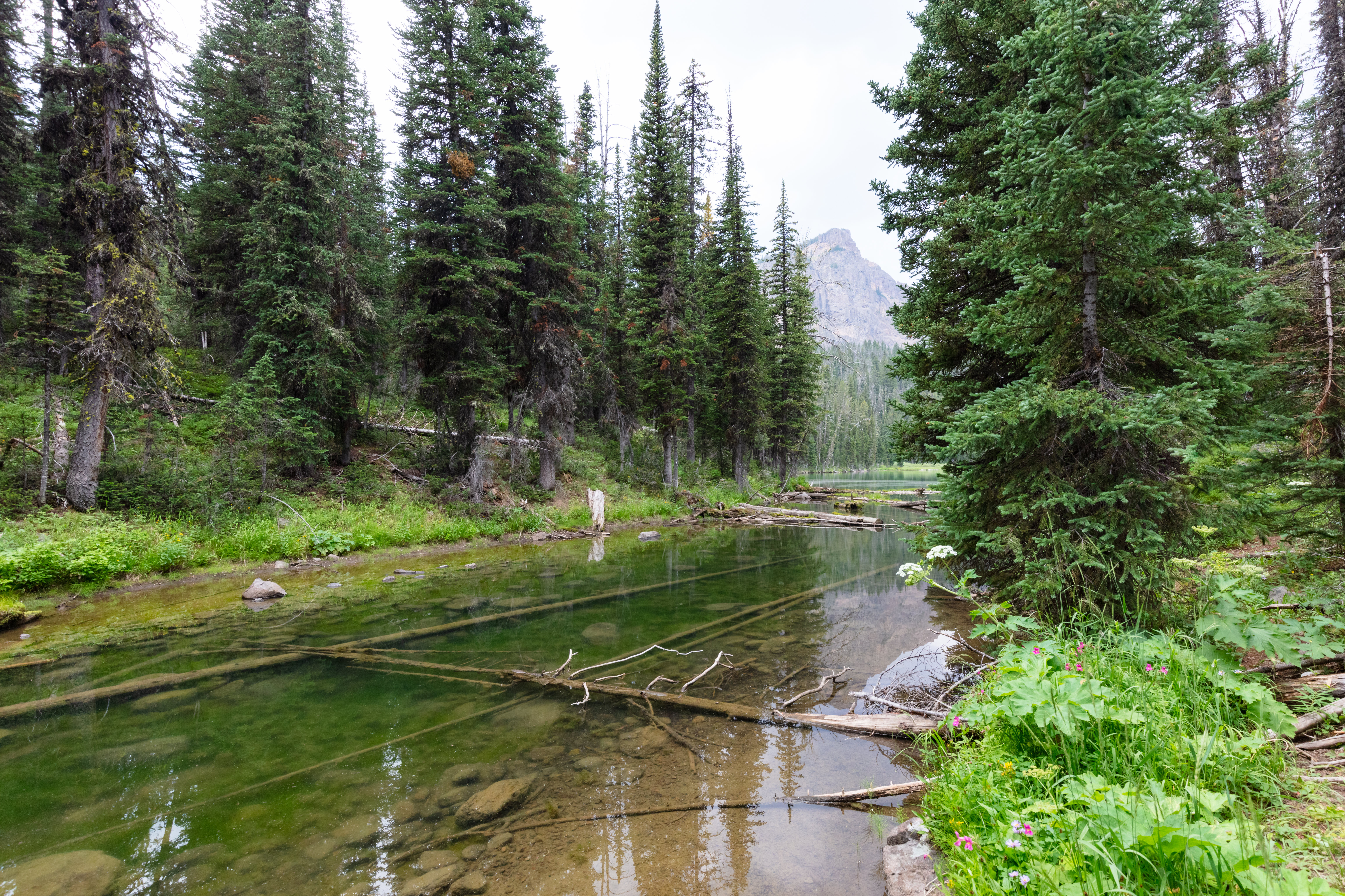 Forest Trees River Mountains Landscape