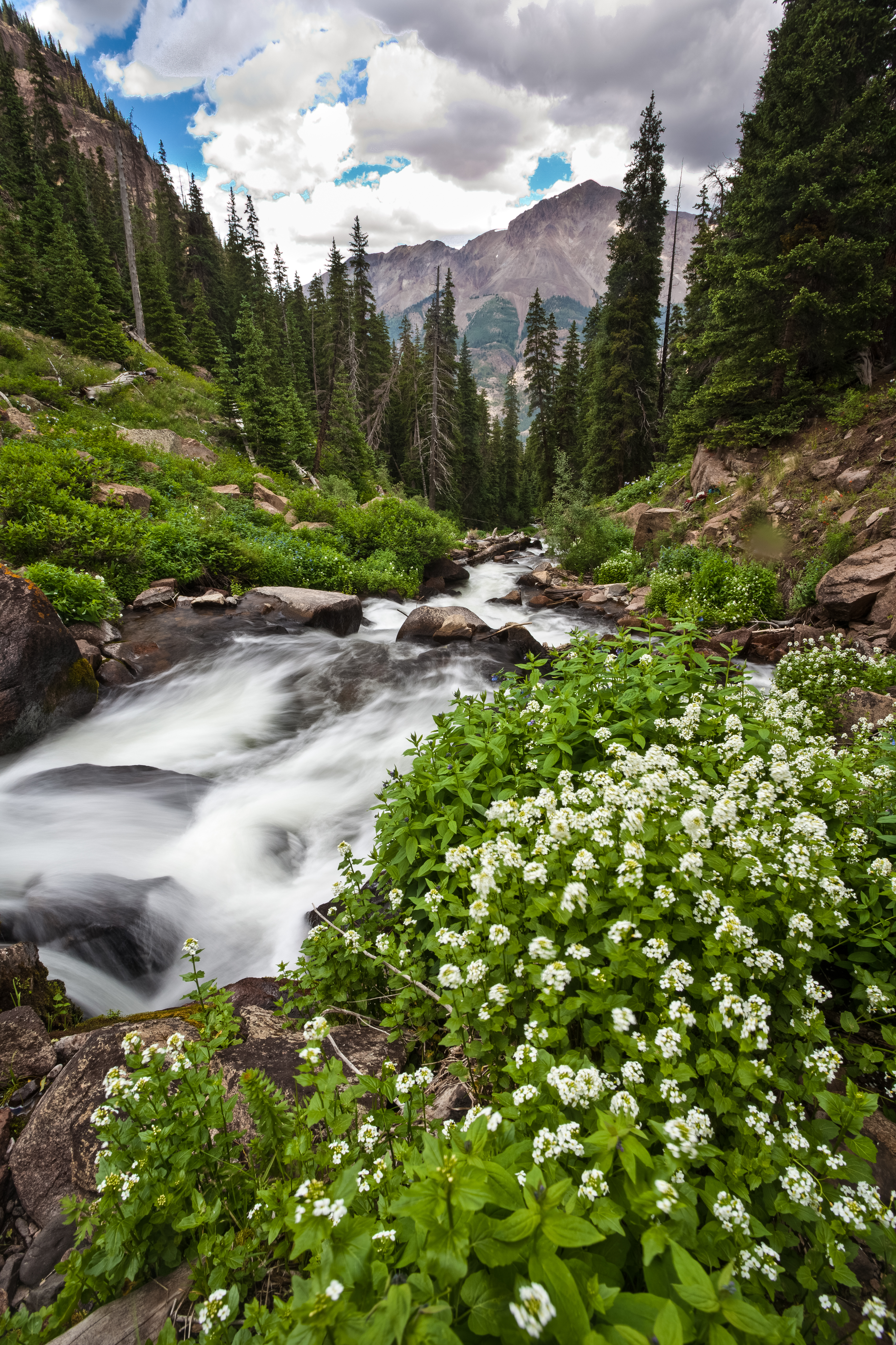 Forest Trees River Water Nature Landscape