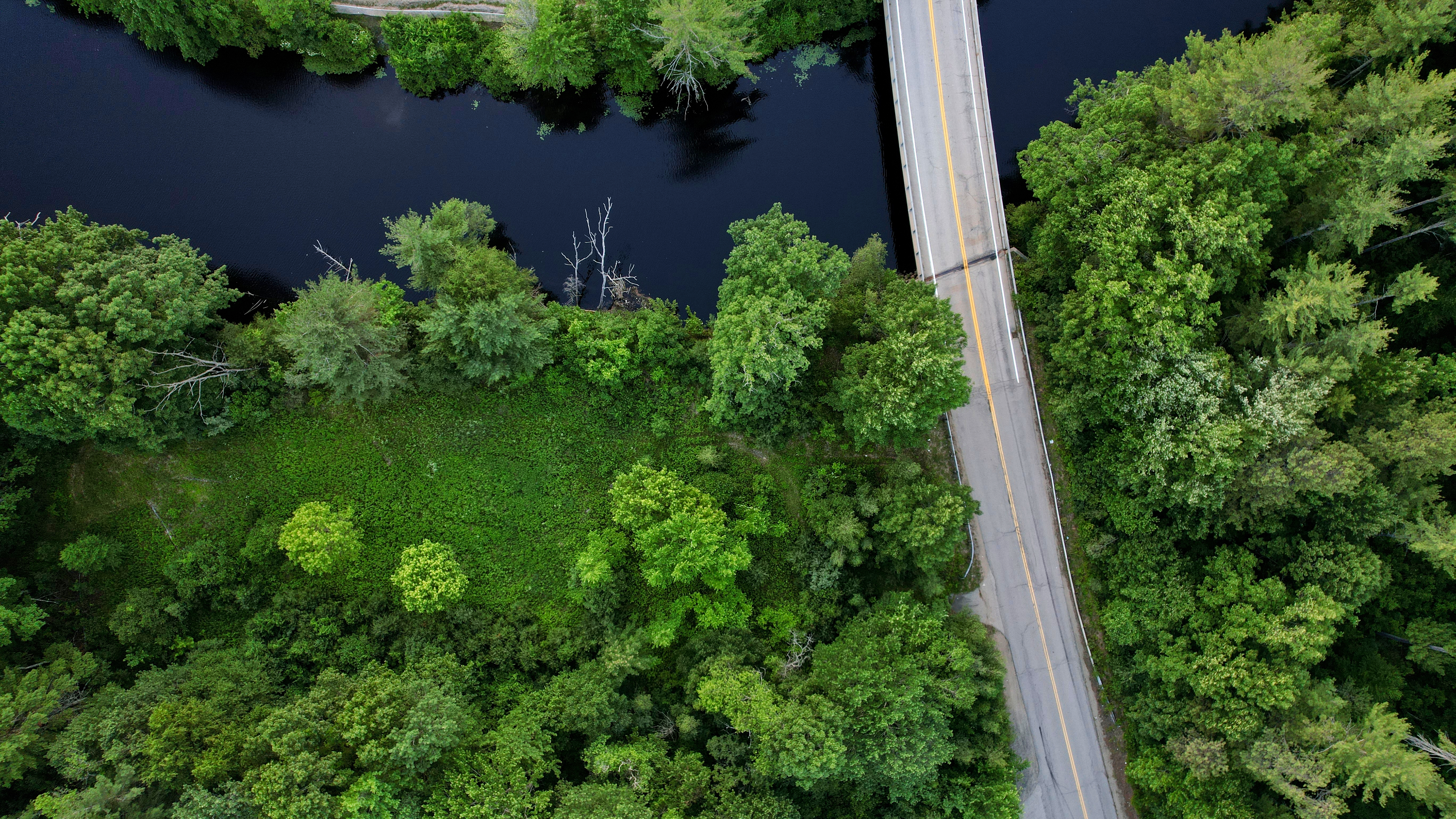 Forest Trees Road Aerial-view