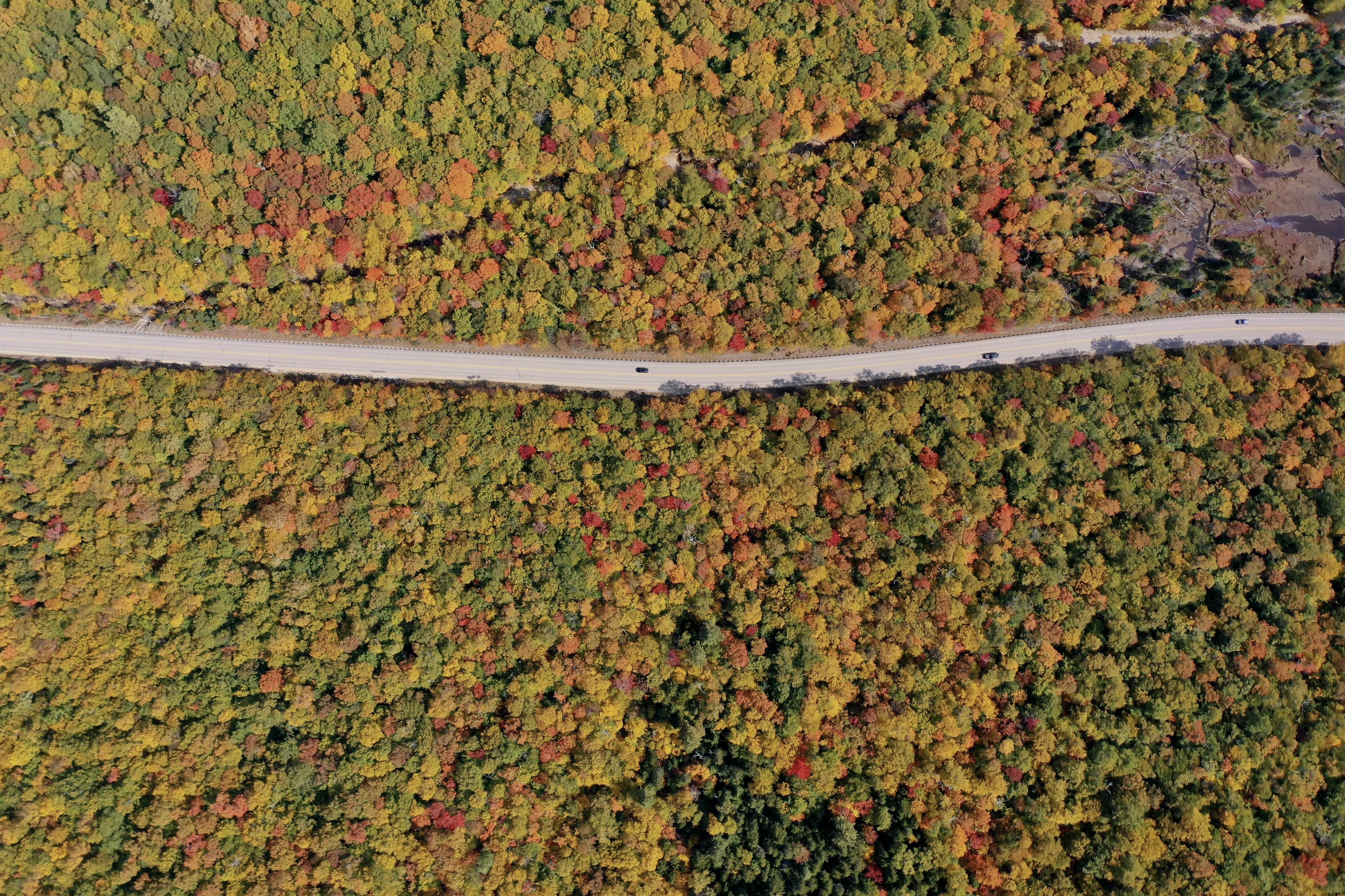 Forest Trees Road Car Autumn Aerial-view