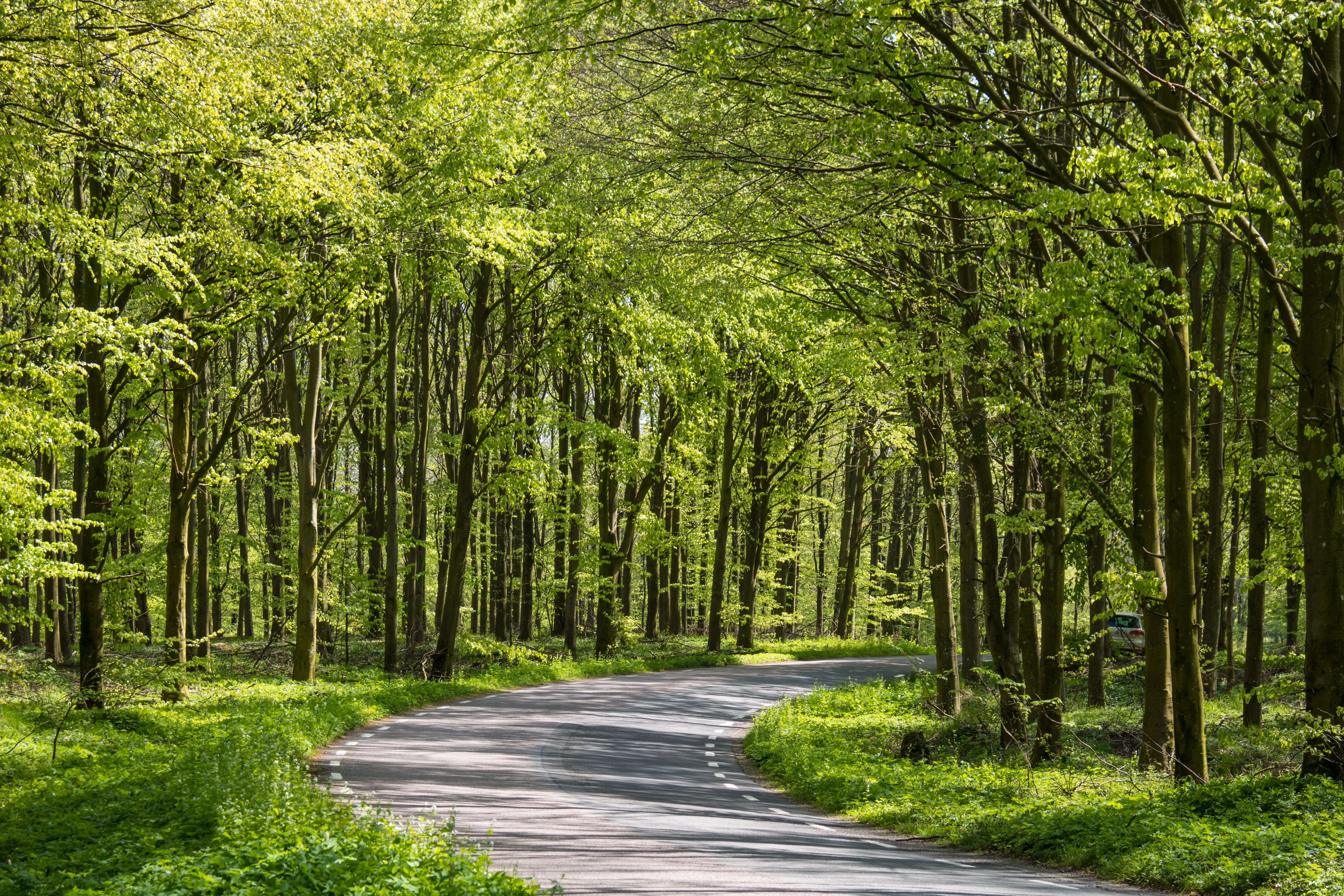 Forest Trees Road Turn Nature Green