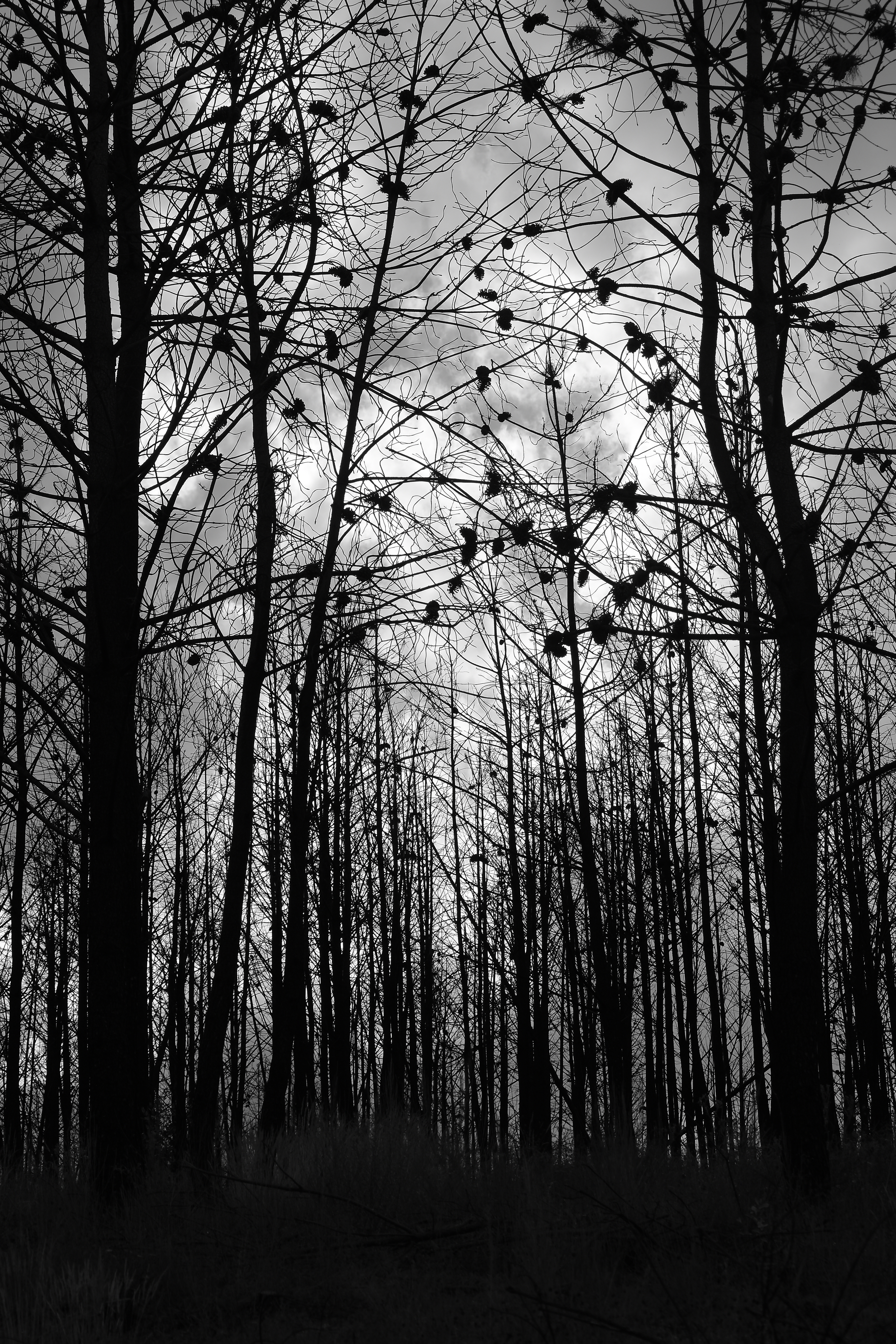 Forest Trees Silhouettes Black-and-white Black