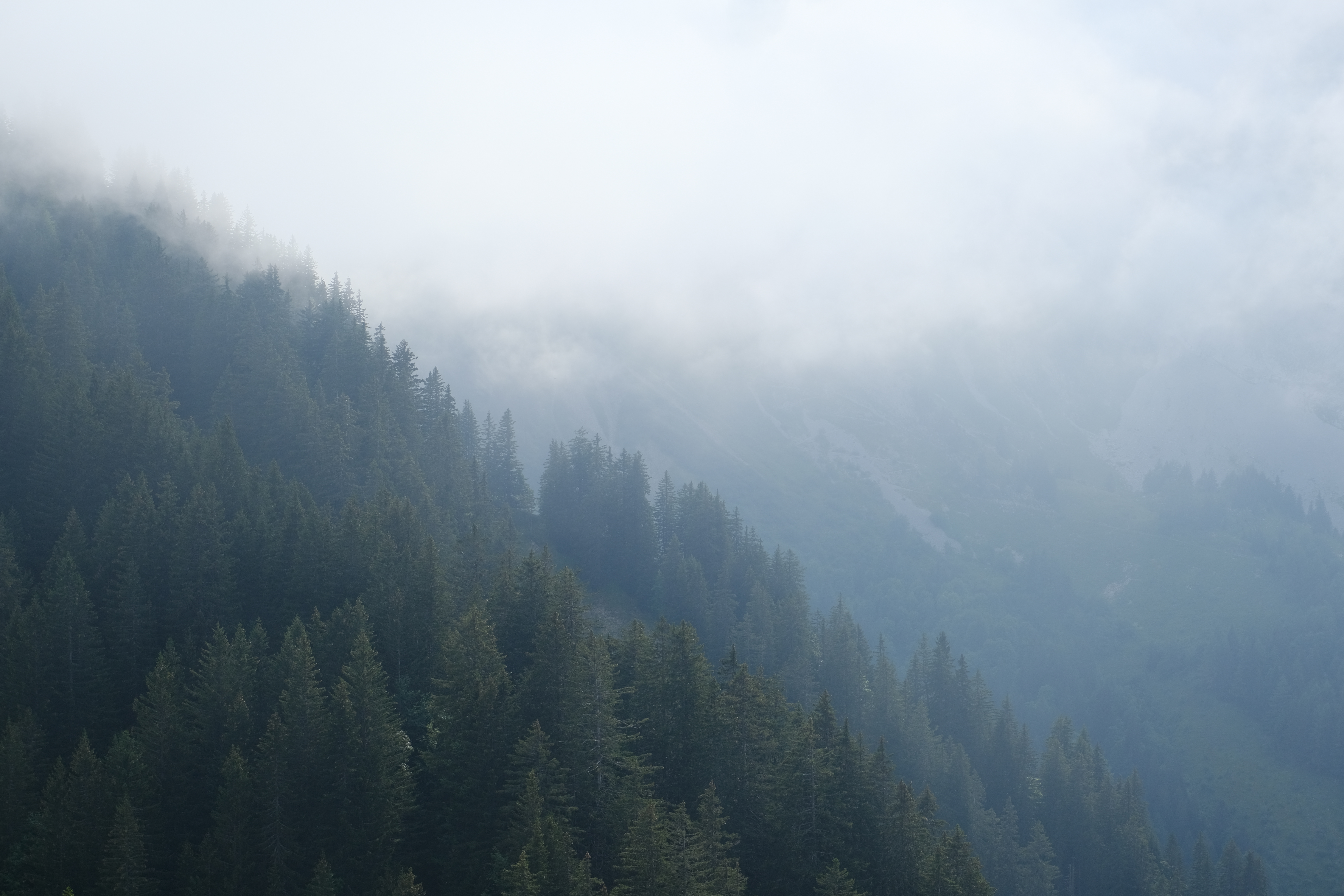 Forest Trees Slope Fog Nature Aerial-view