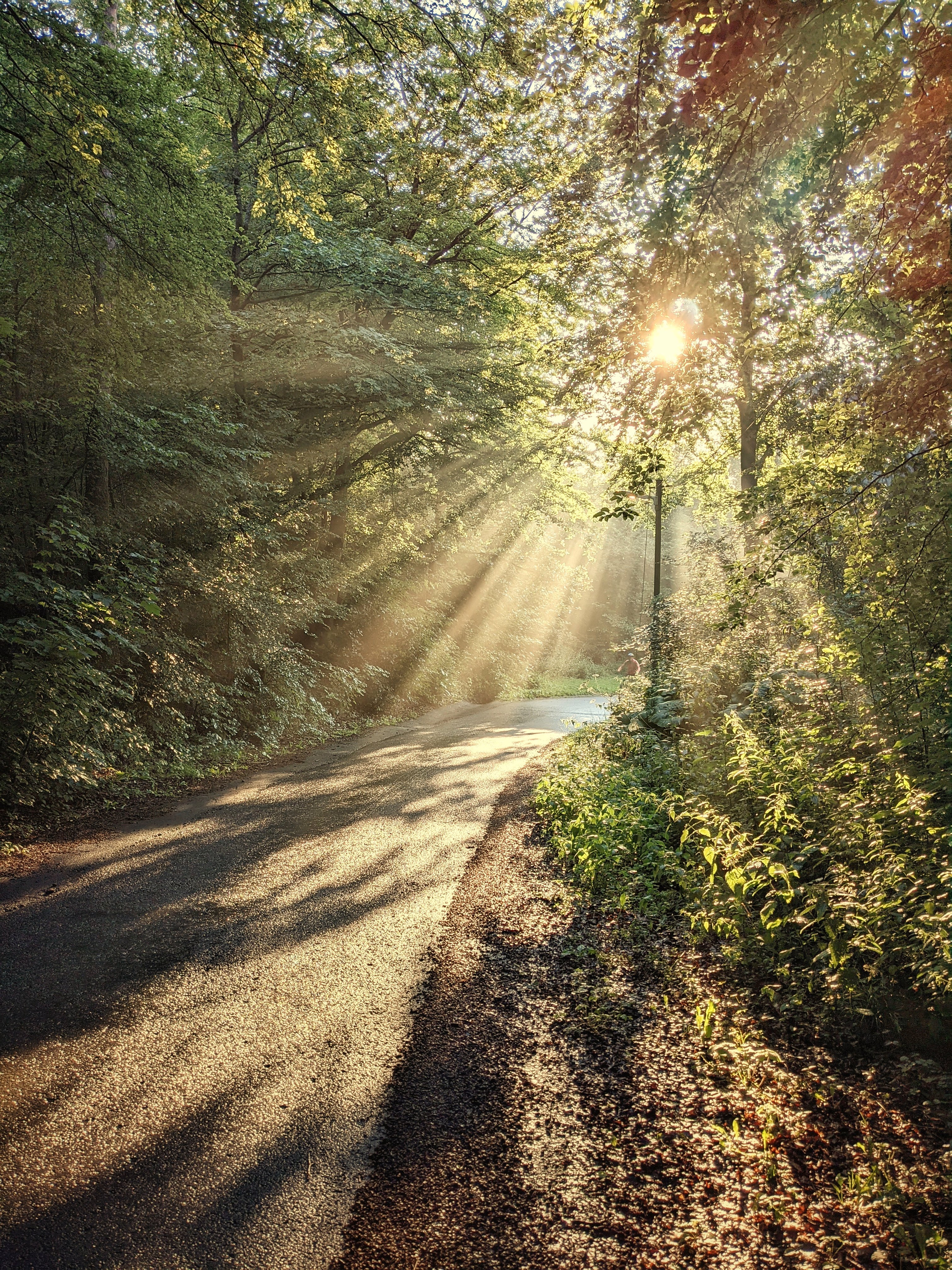 Forest Trees Sun Rays Path Nature