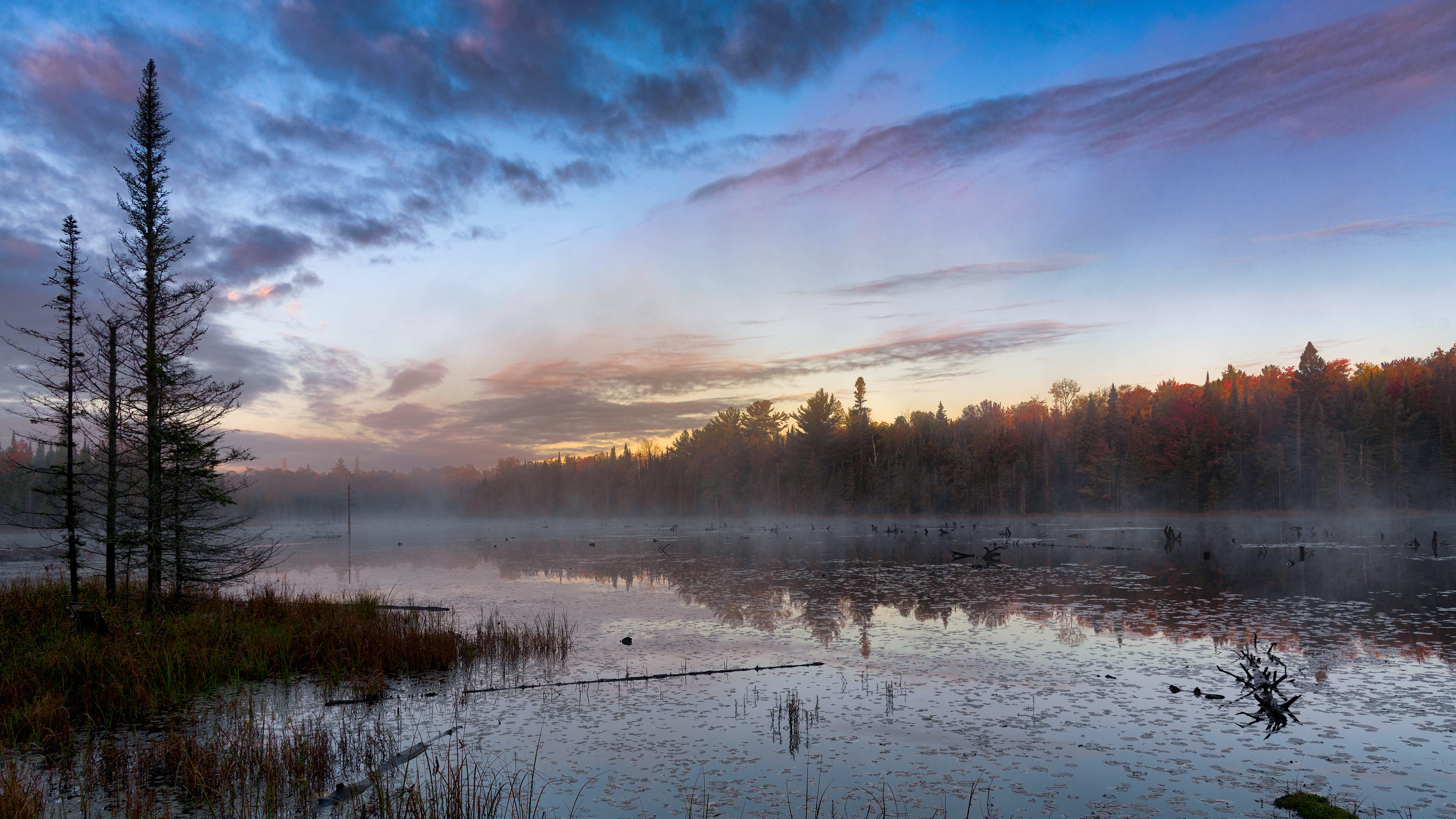 Forest Trees Swamp Fog Twilight Landscape