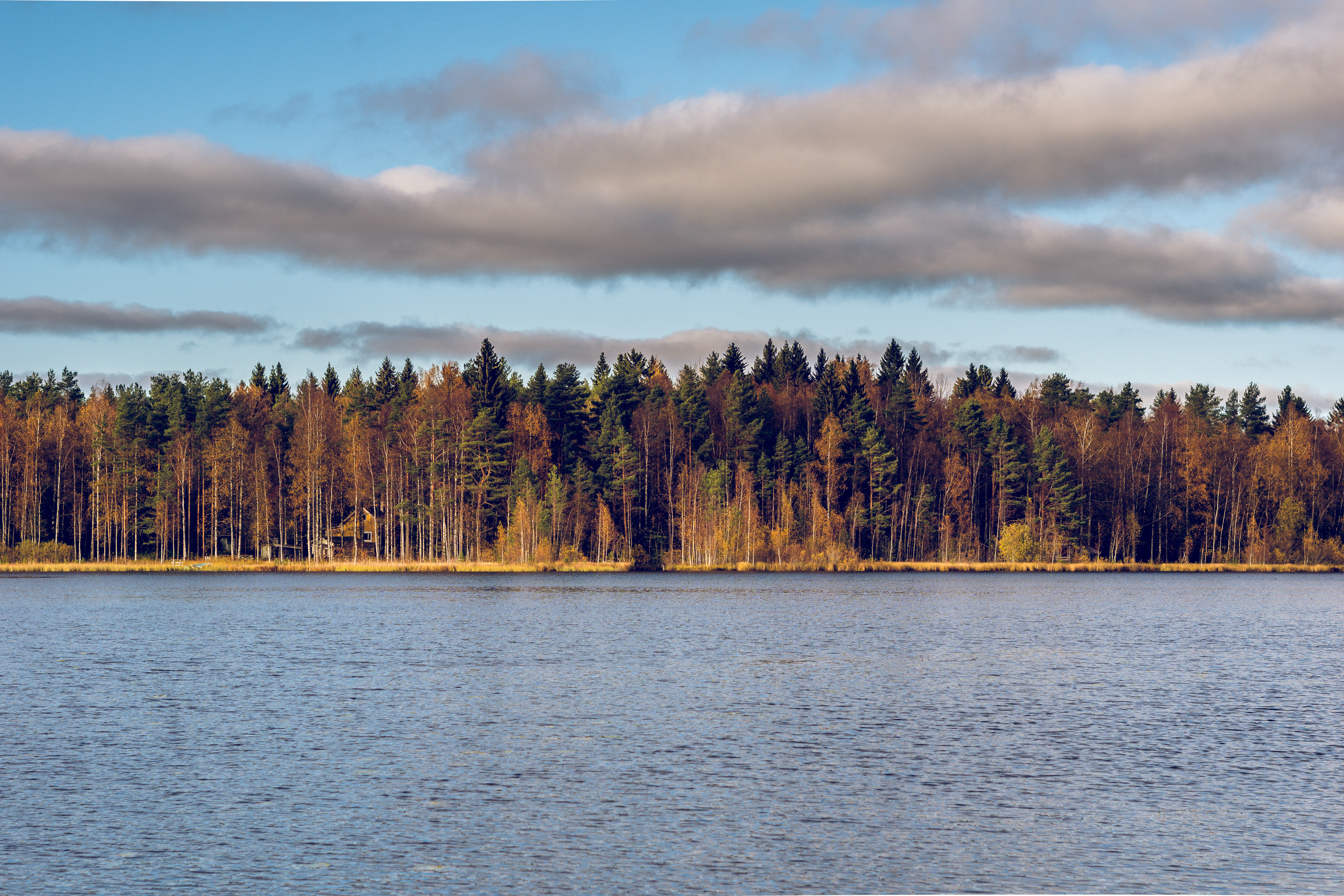 Forest Trees Water Autumn Landscape