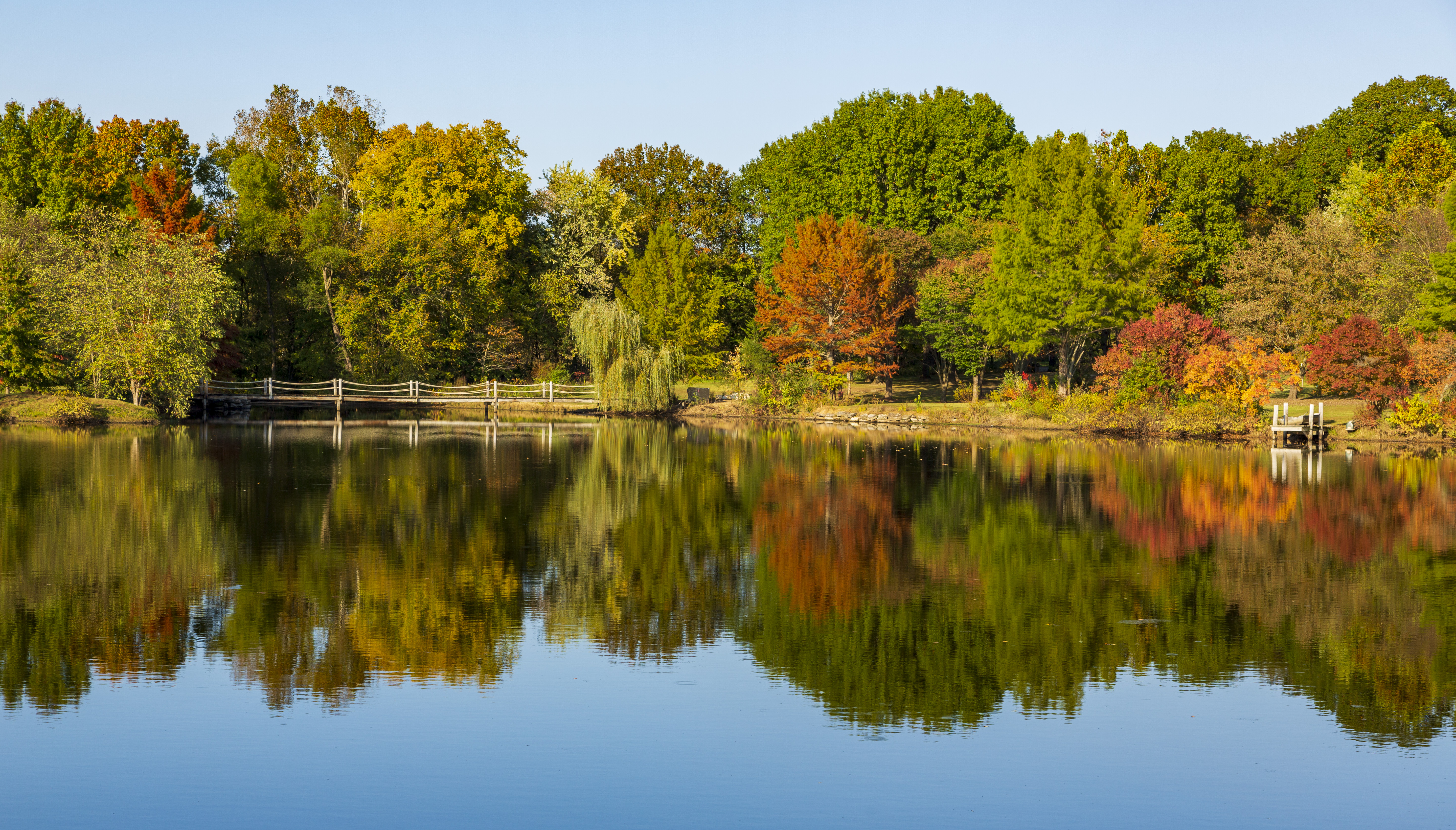 Forest Trees Water Reflection Landscape