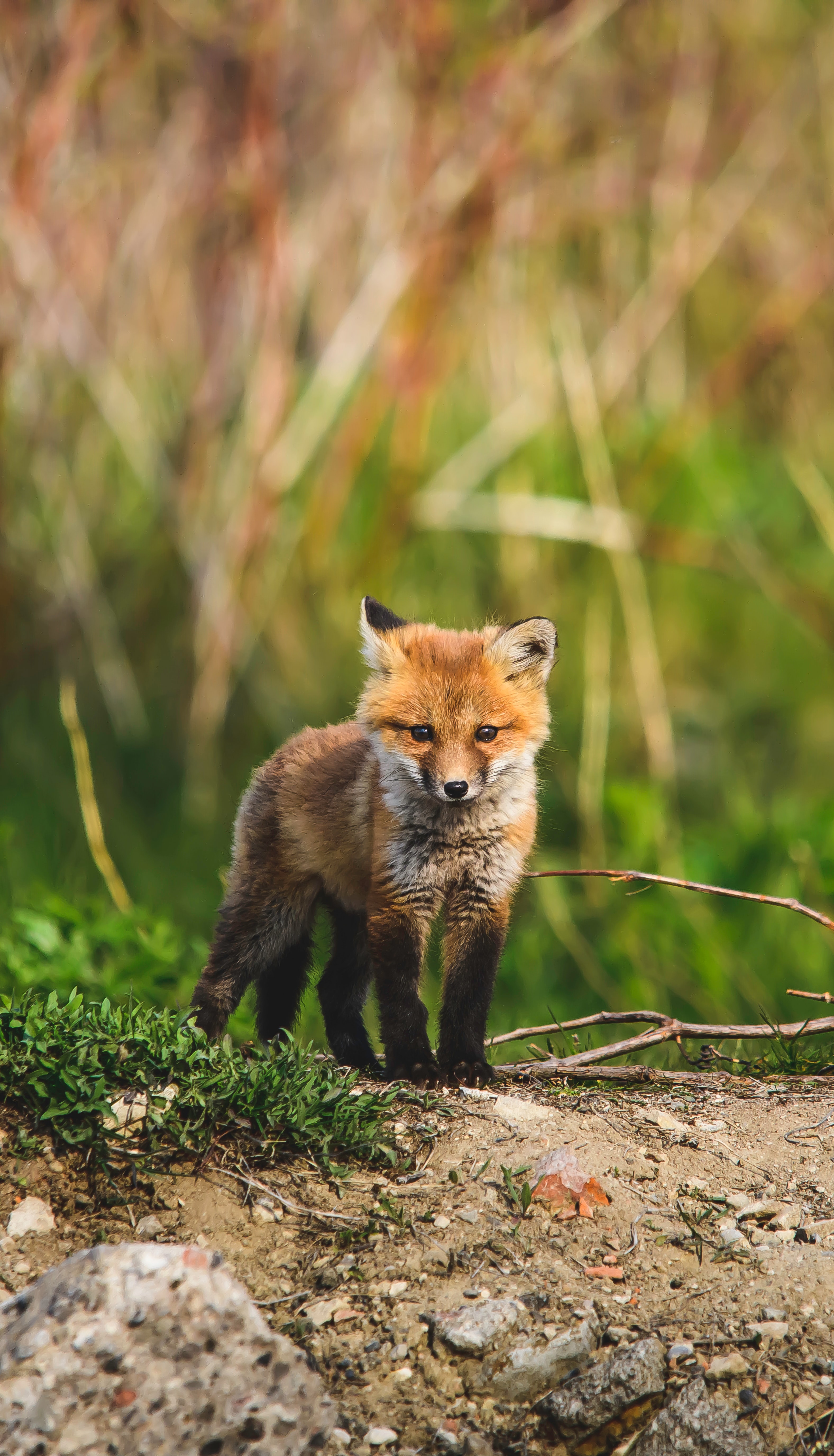 Fox-cub Fox Animal Cute Wildlife