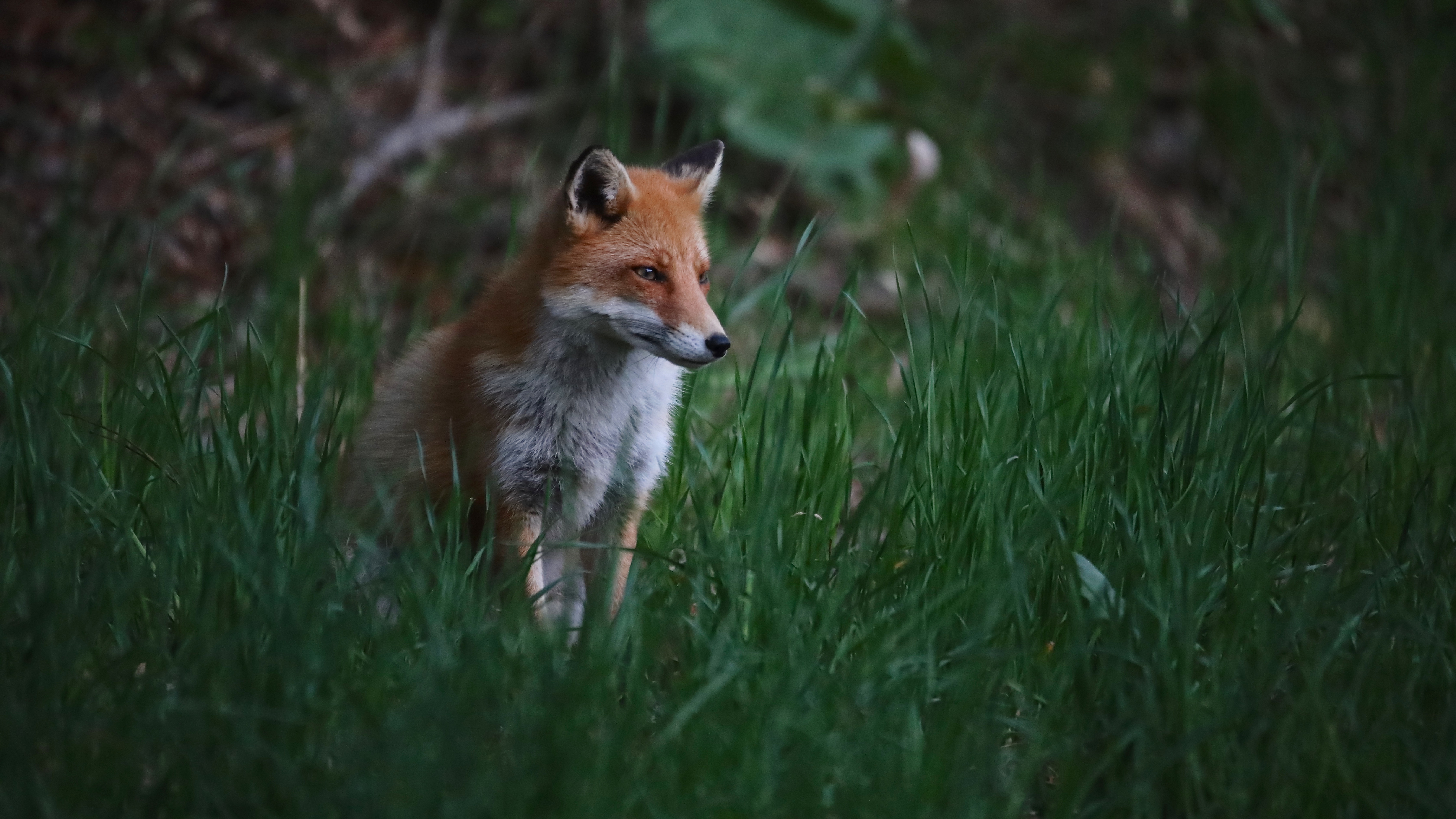 Fox Animal Predator Grass Wildlife