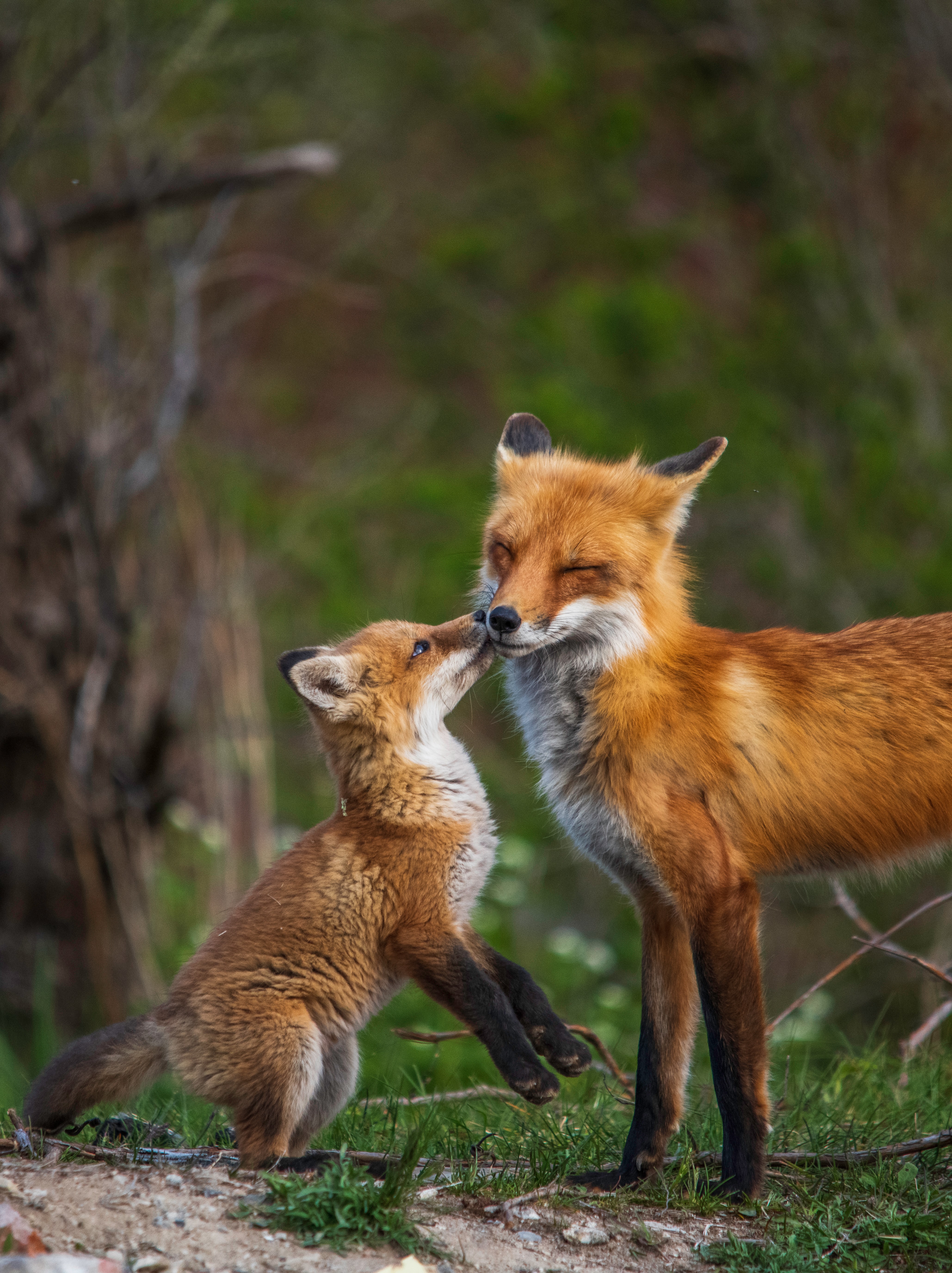Fox Fox-cub Family Animals Wildlife