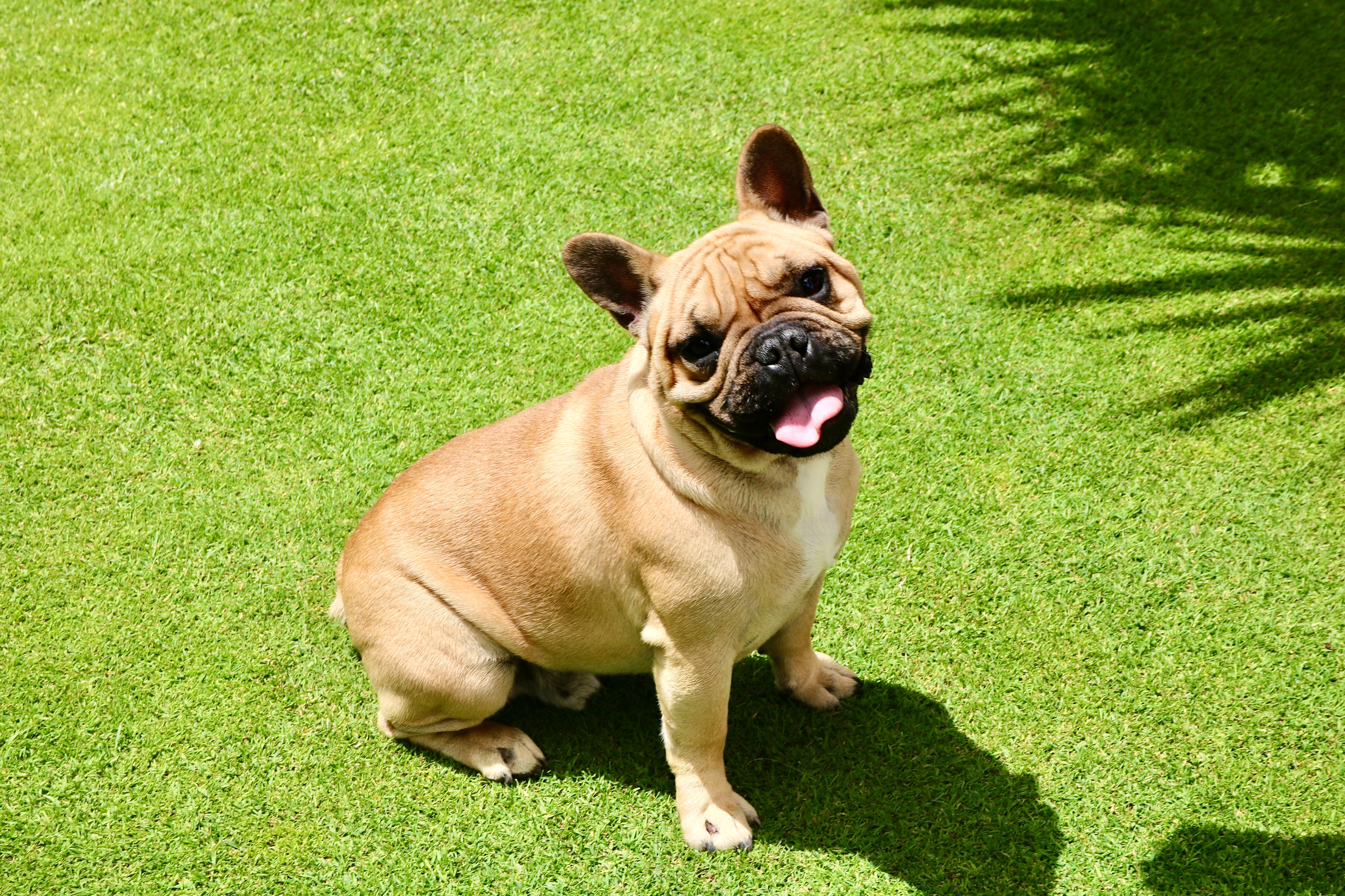 French-bulldog Dog Protruding-tongue Pet Funny