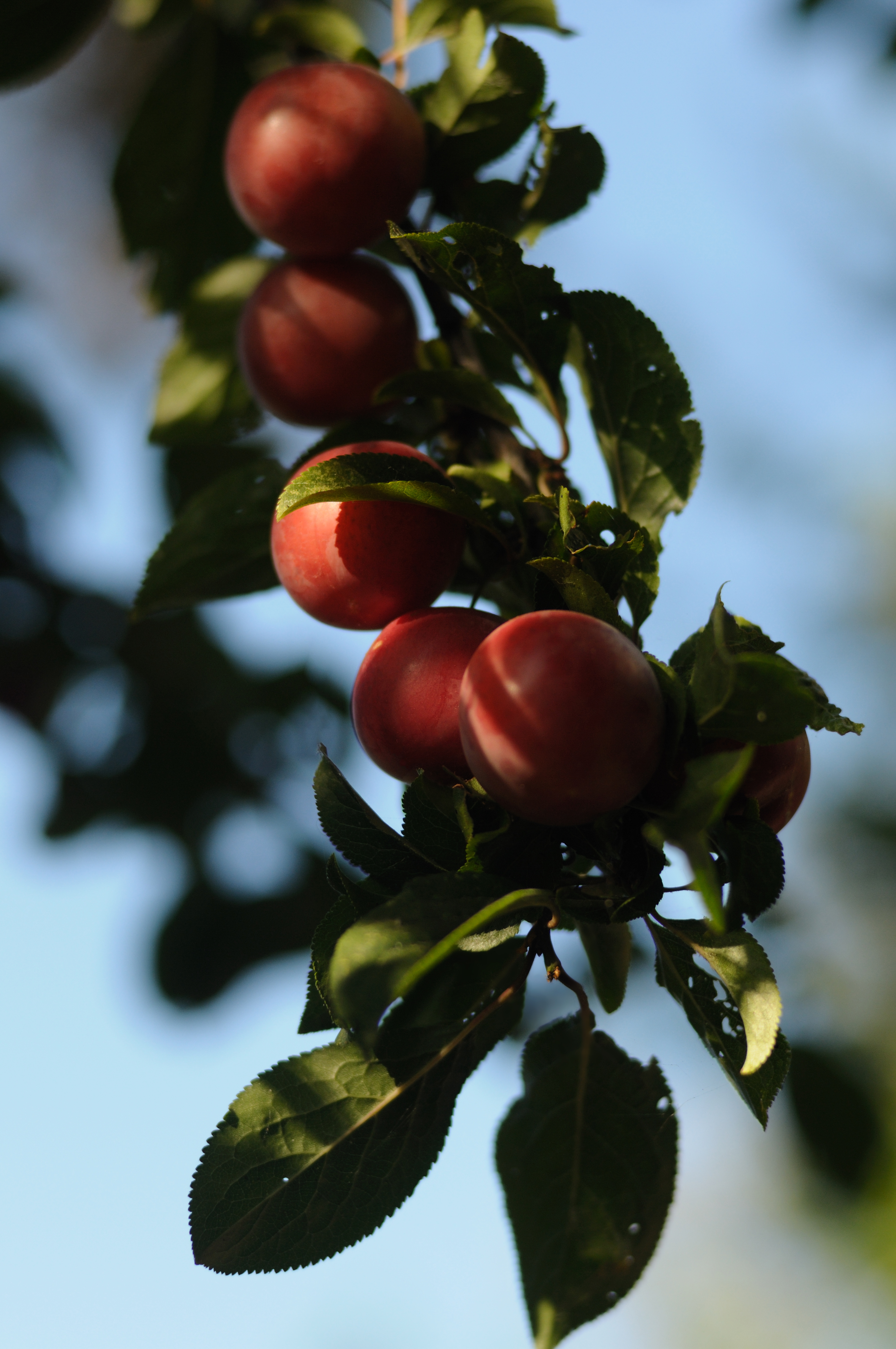 Fruit Leaves Branch Macro