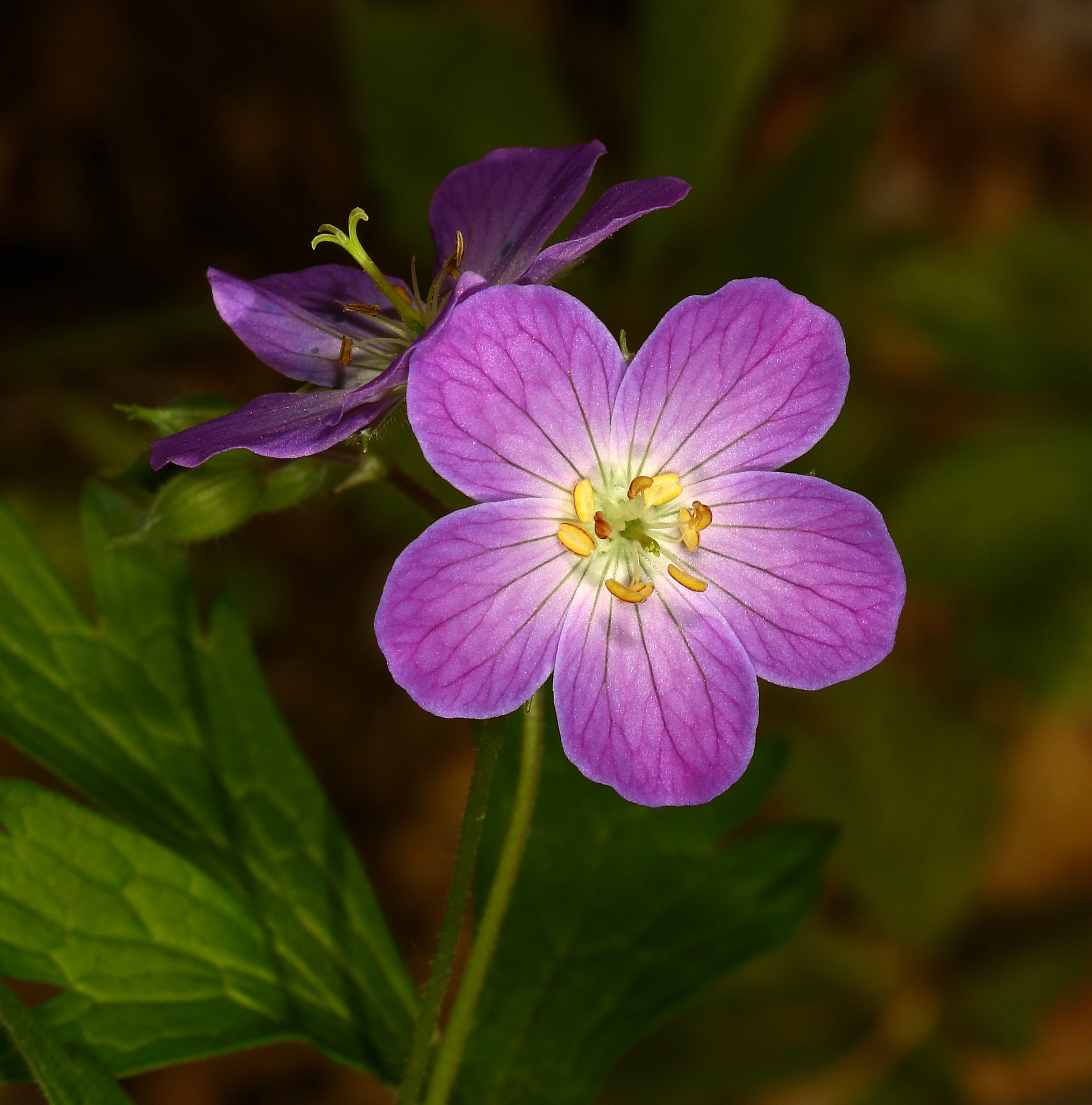 Geranium Flower Purple Macro Plant