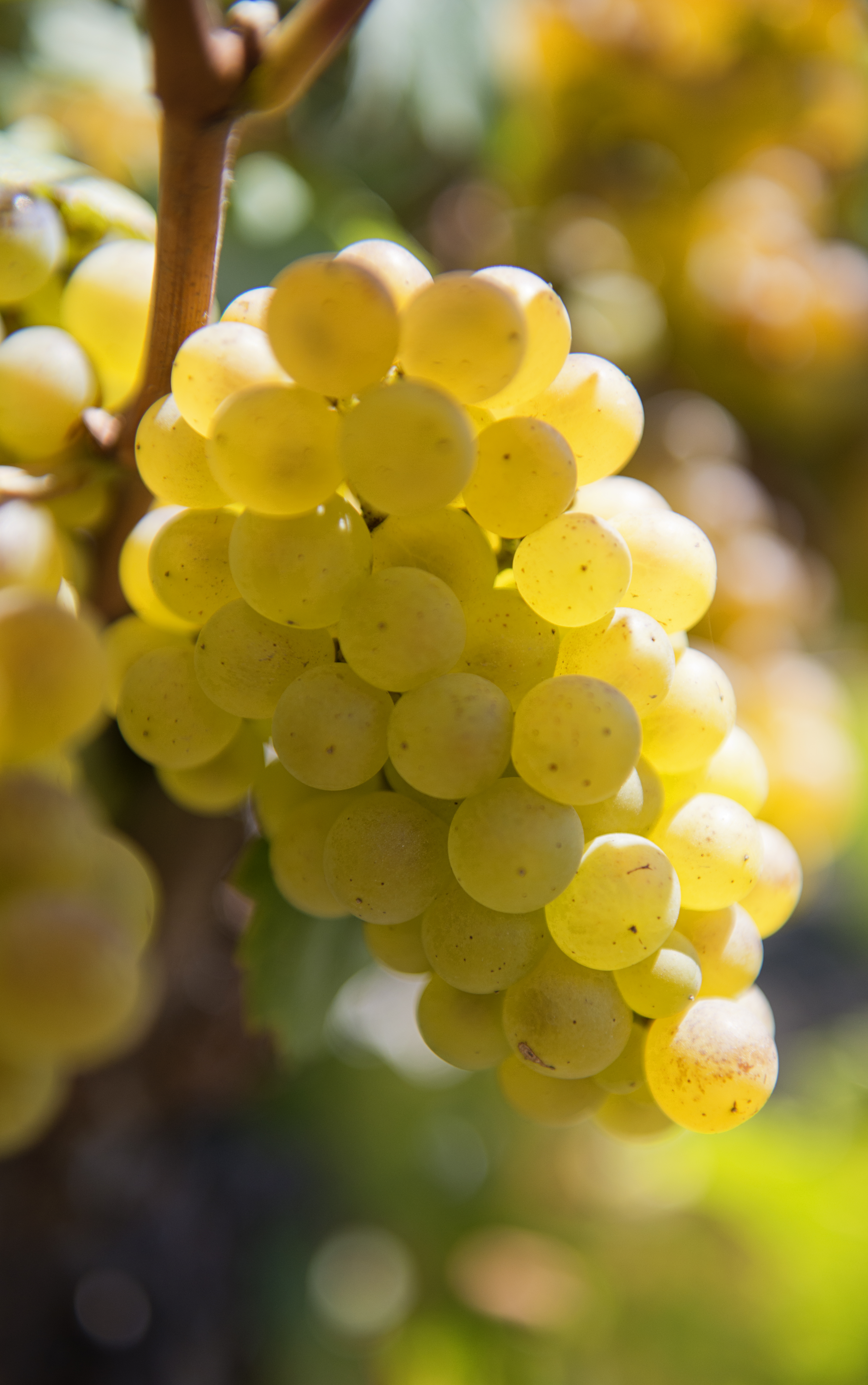 Grapes Berries Bunch Fruit Macro