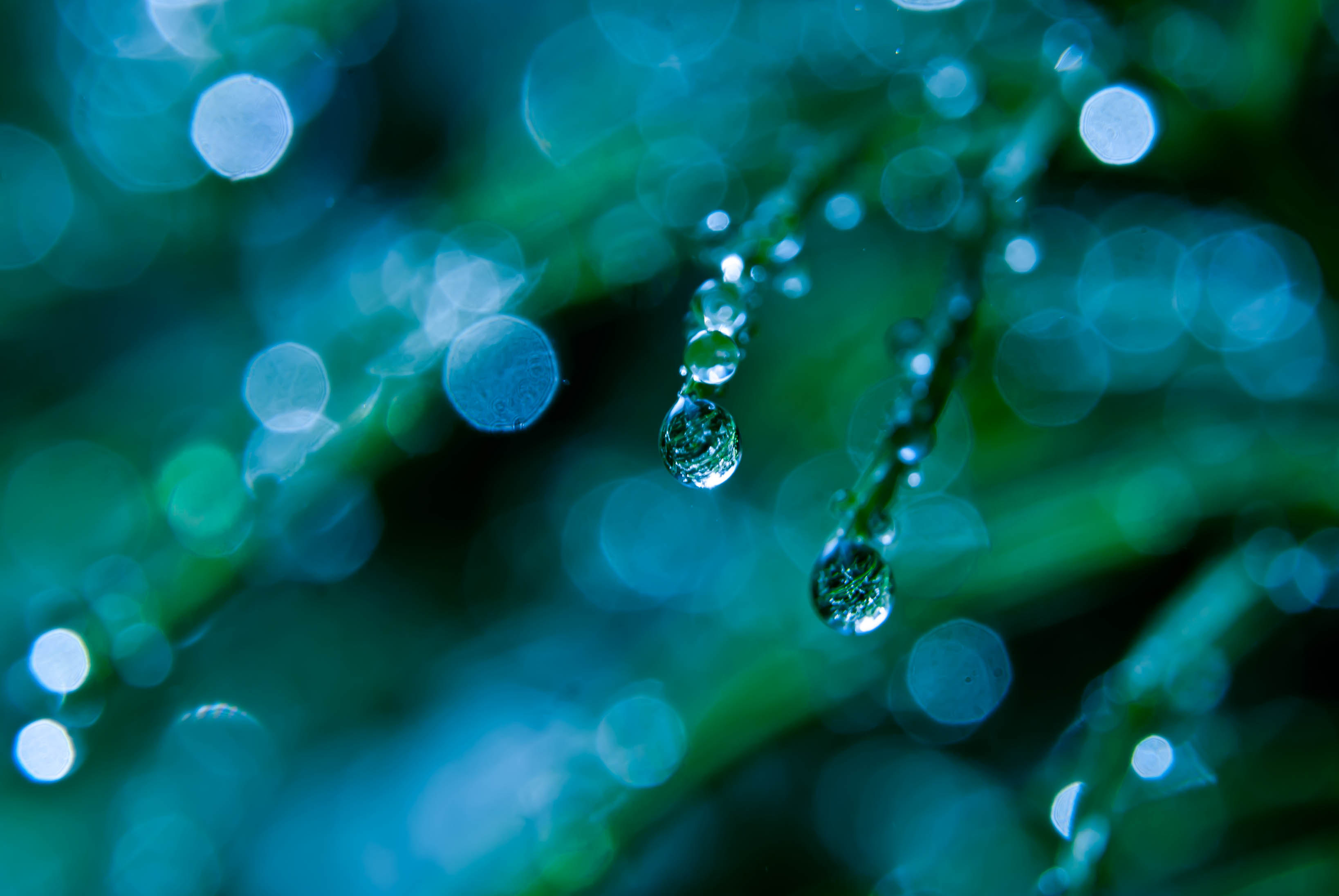 Grass Dew Drops Macro Green