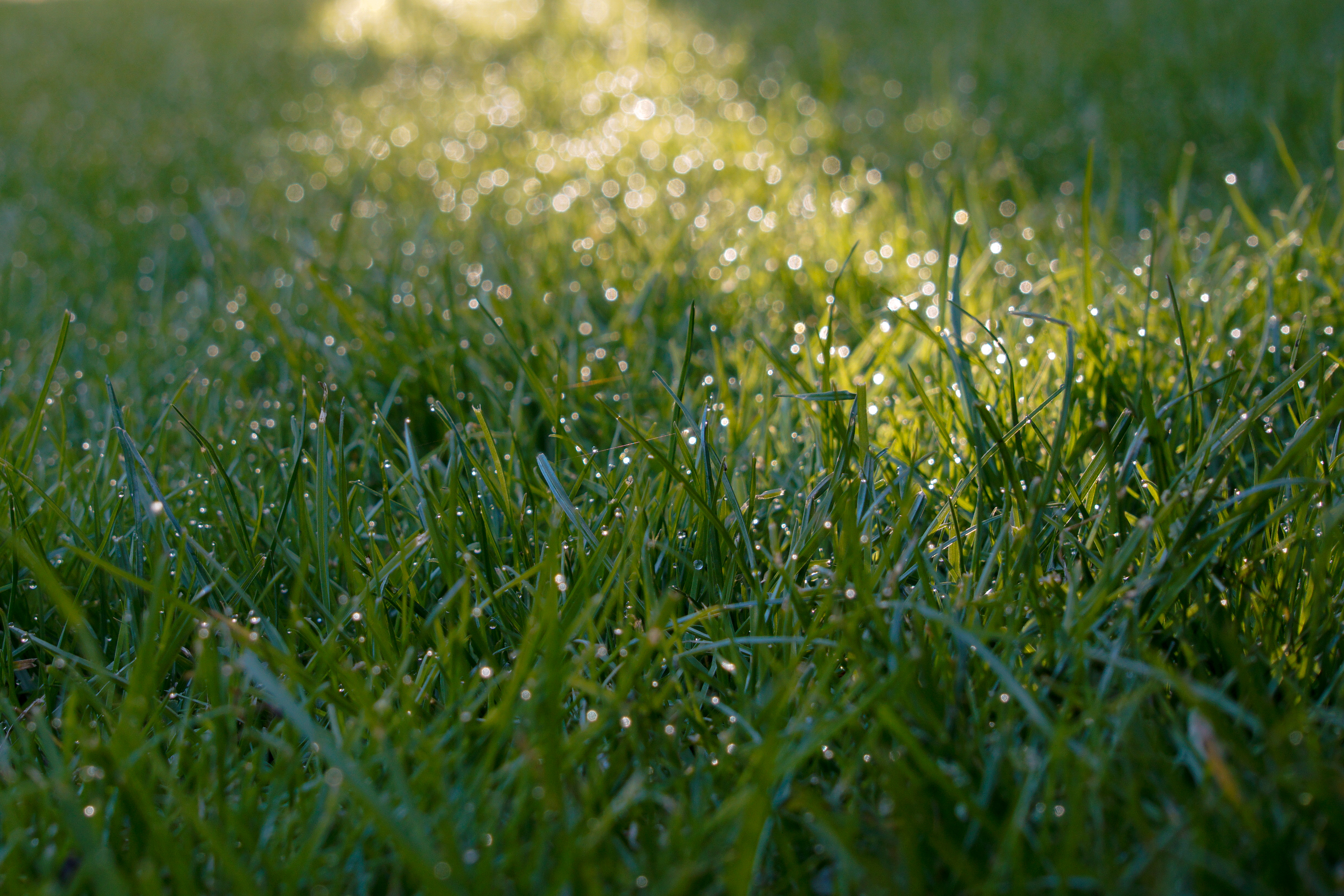 Grass Dew Drops Wet Macro Green