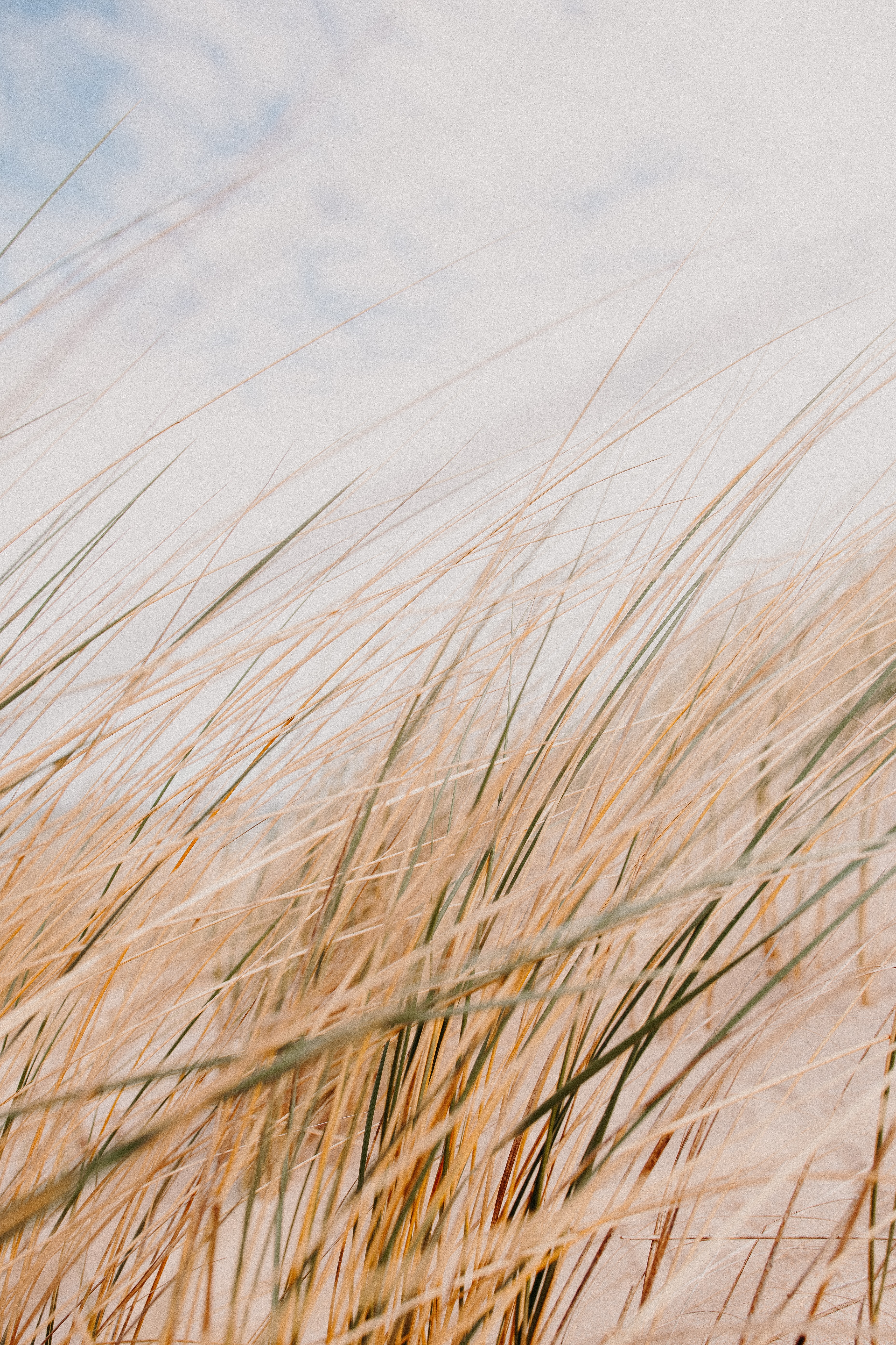 Grass Field Desert Macro