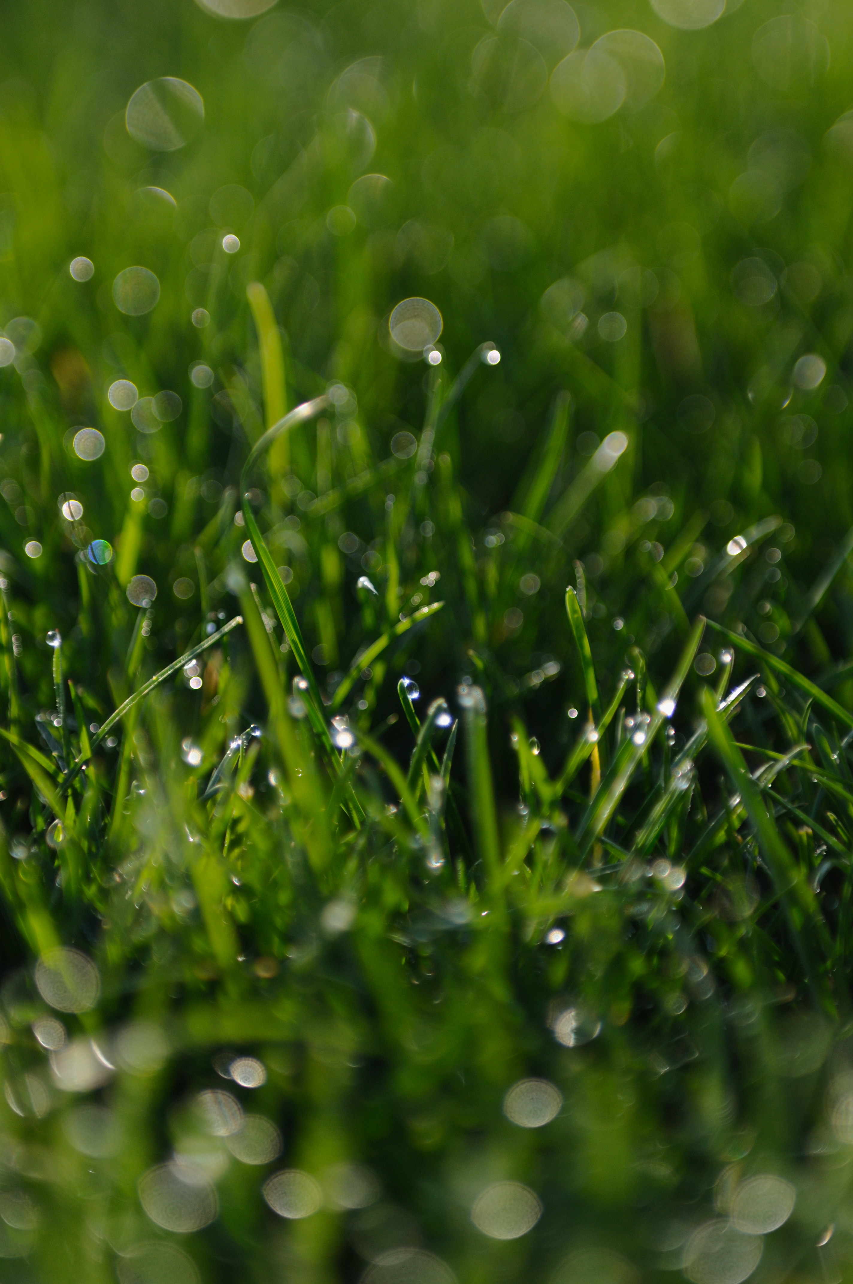 Grass Greens Dew Drops Macro Green