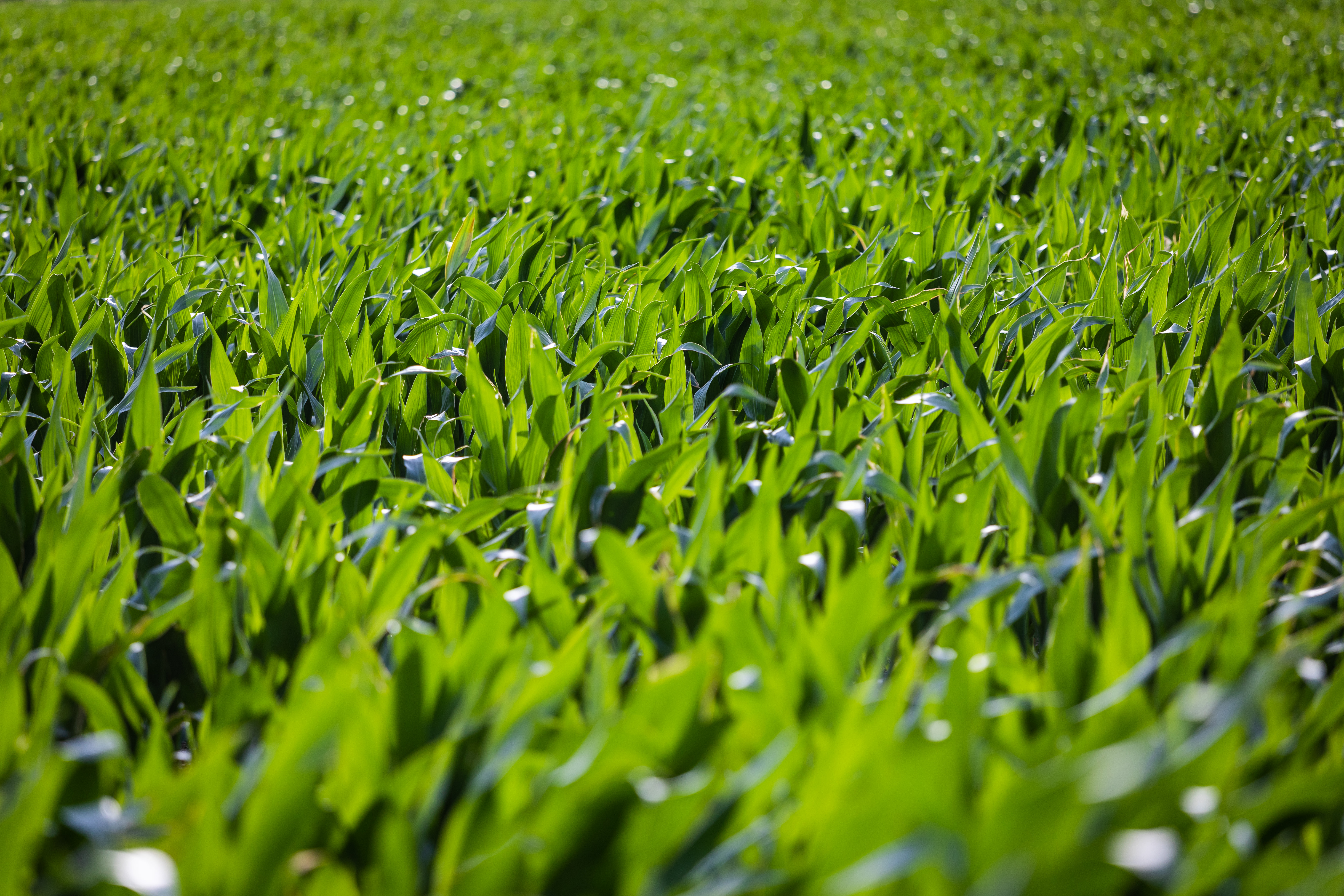 Grass Leaves Greenery Macro