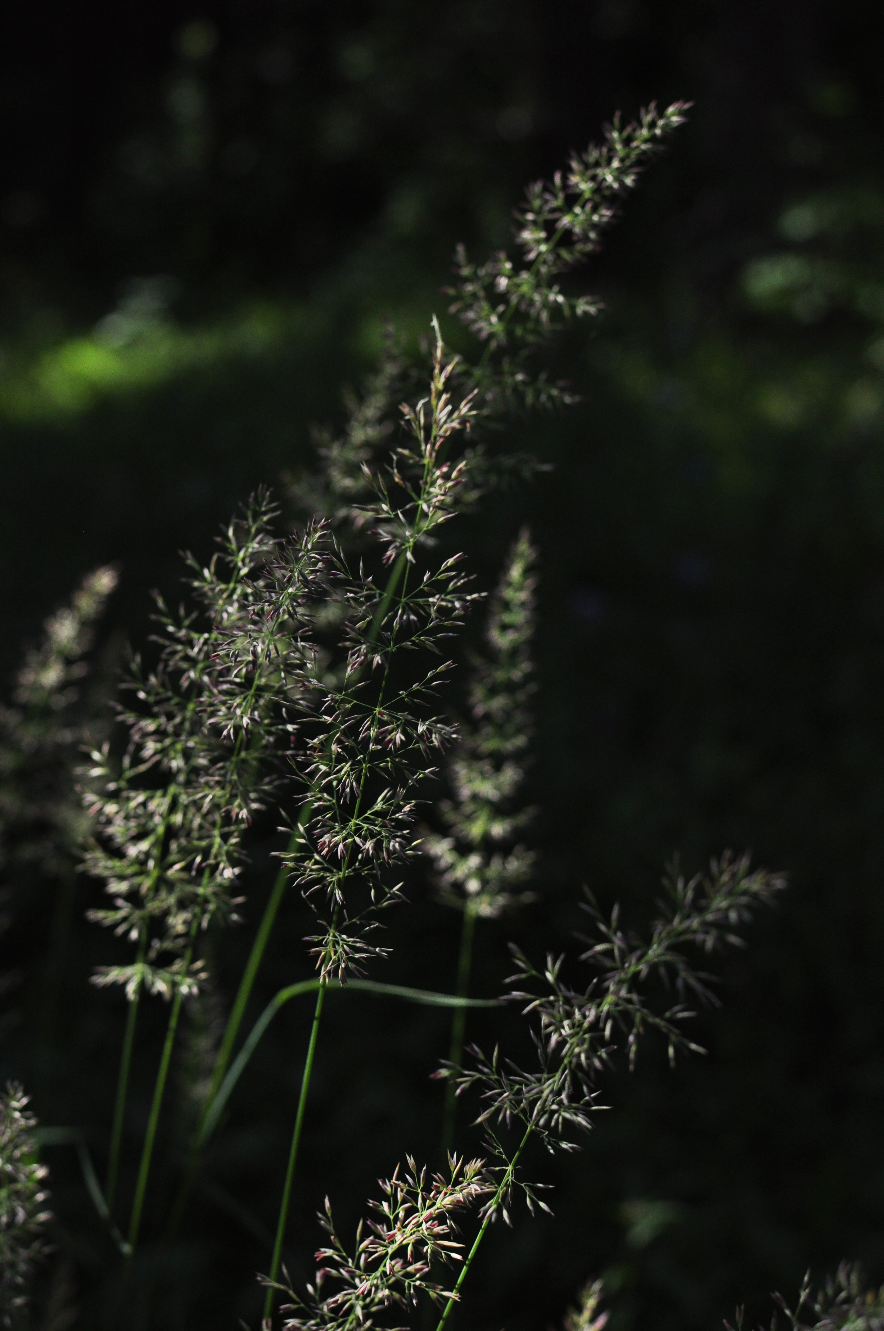 Grass Plant Macro Dark