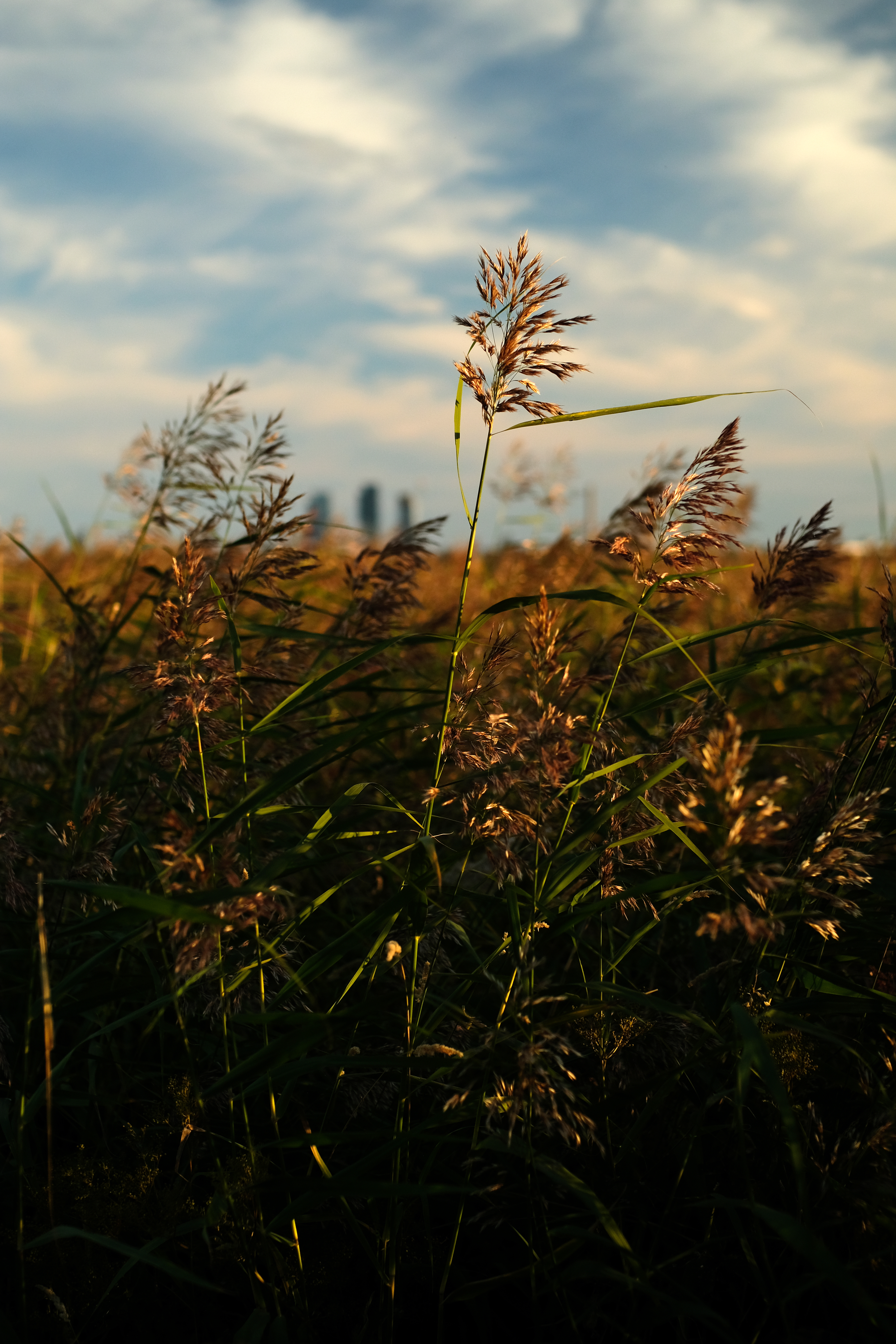 Grass Plants Field Macro