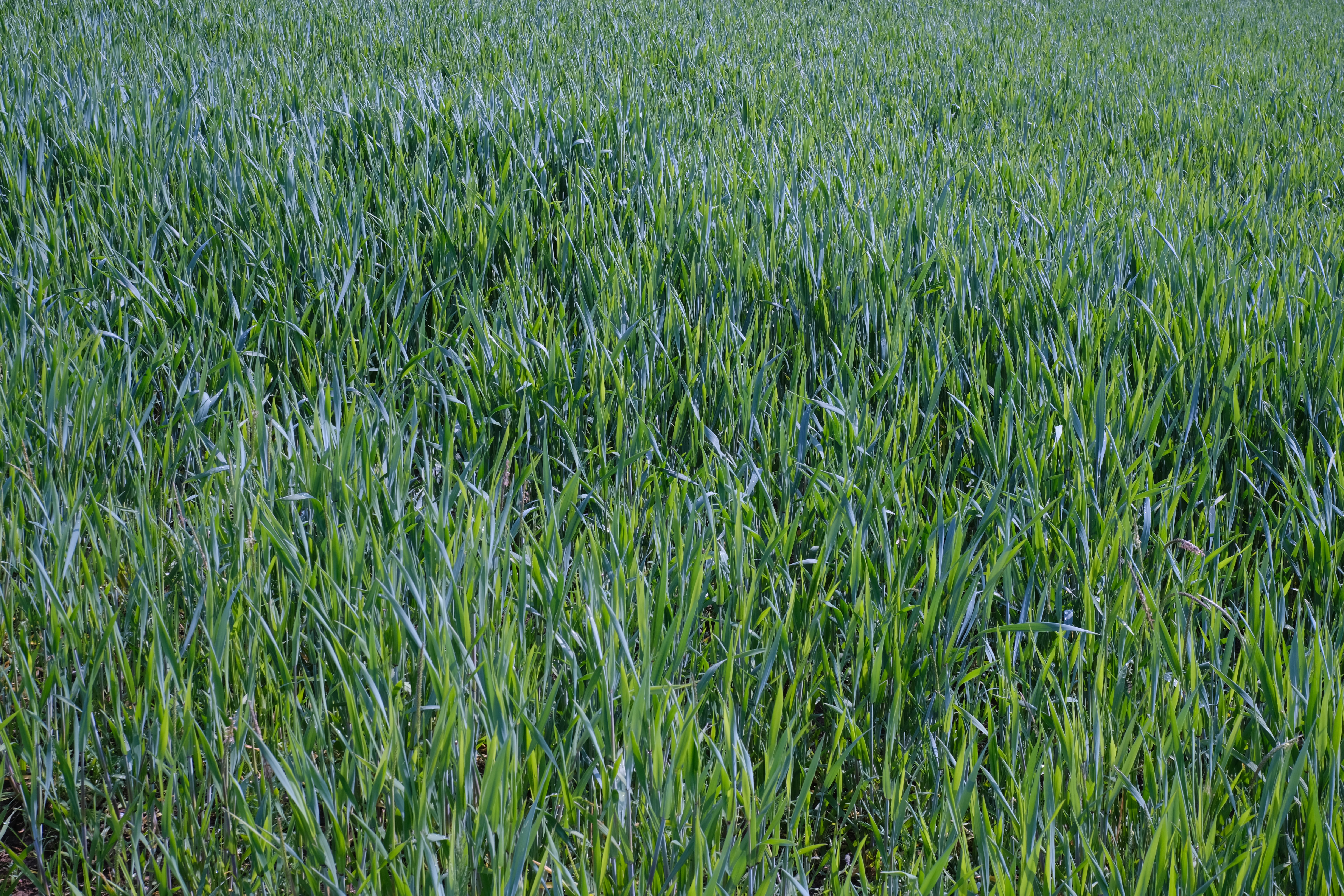 Grass Plants Macro Greenery