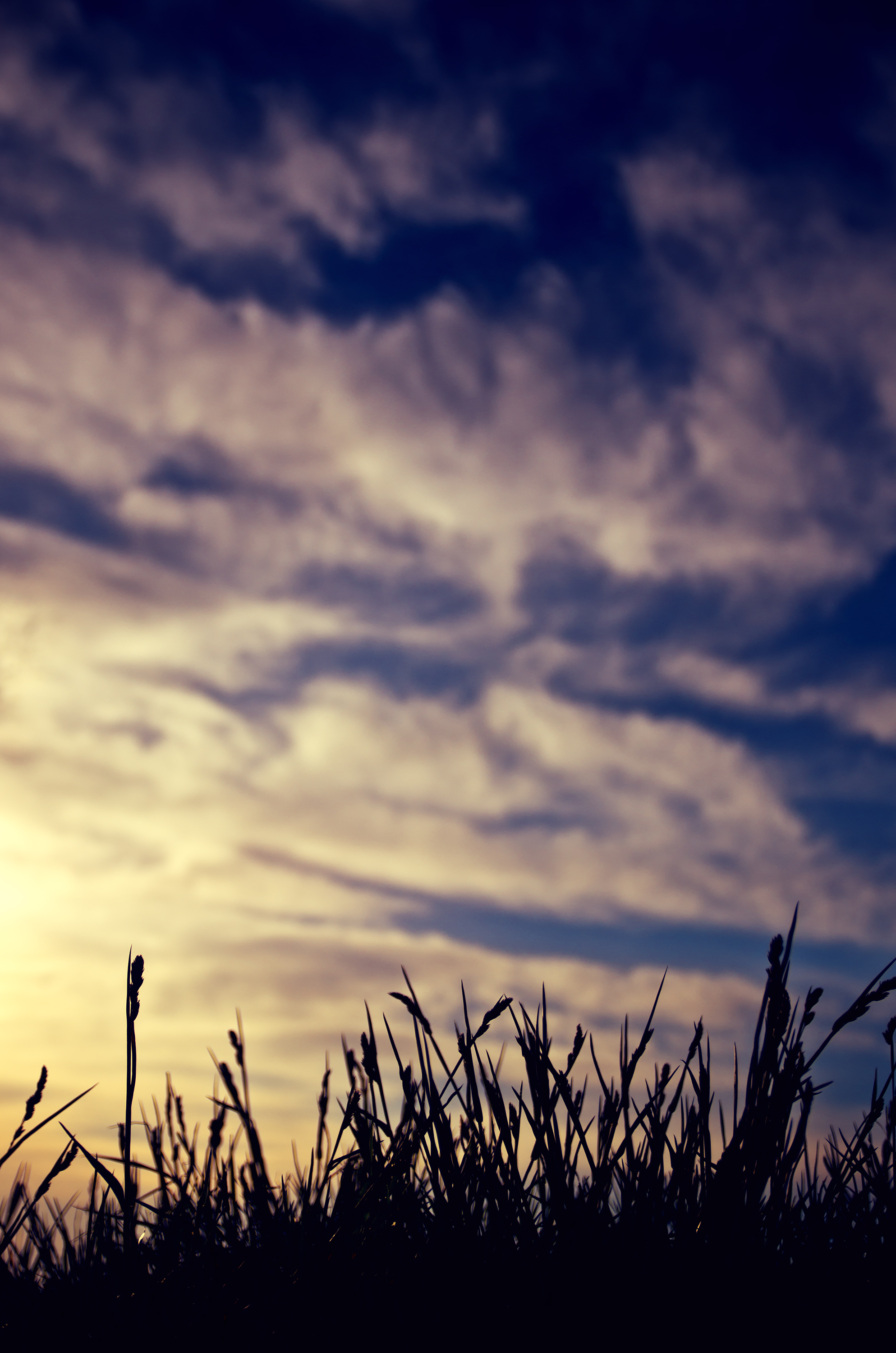 Grass Silhouettes Clouds Twilight Dark